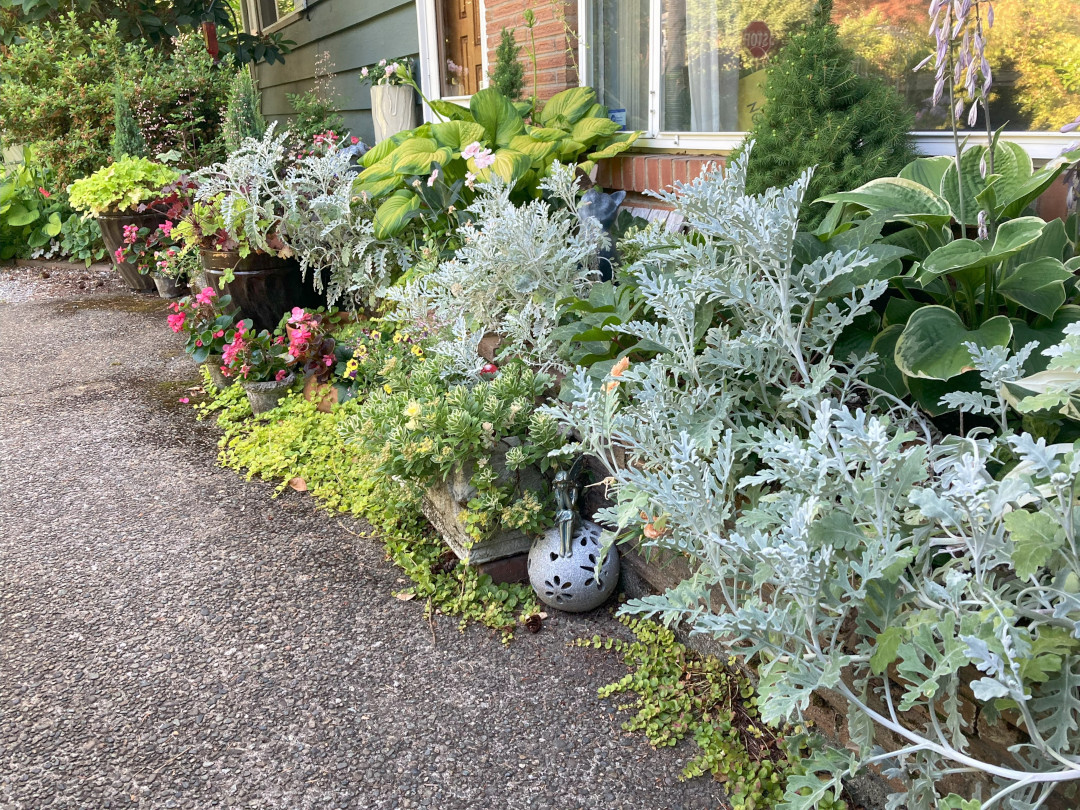 Front window box with lots of different foliage plants