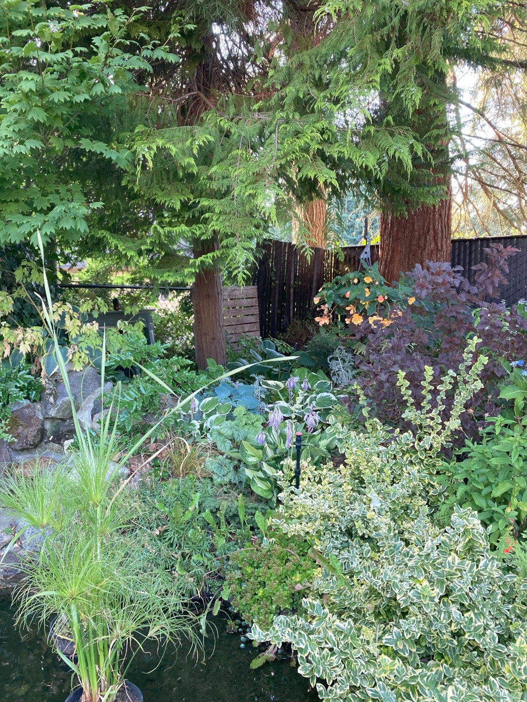 close up of foliage plants around a garden pond