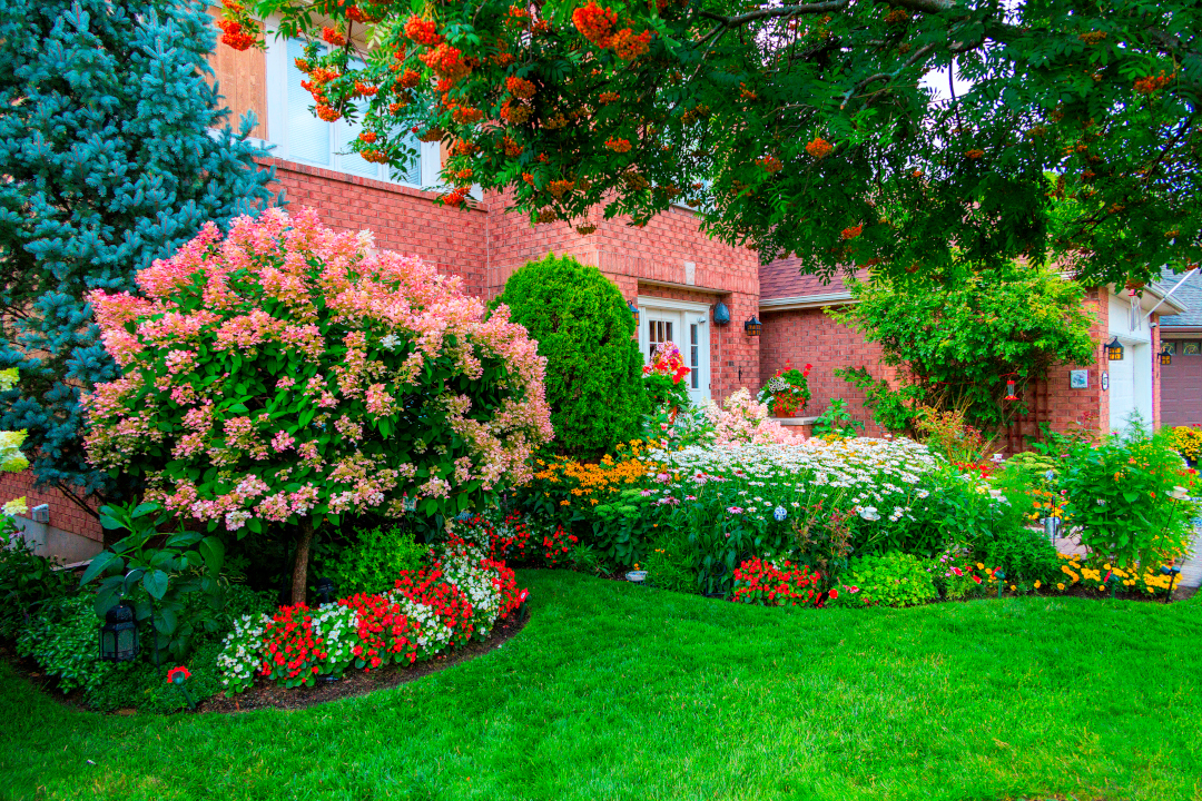 front yard garden bed from another angle showing flowering shrubs and perennials