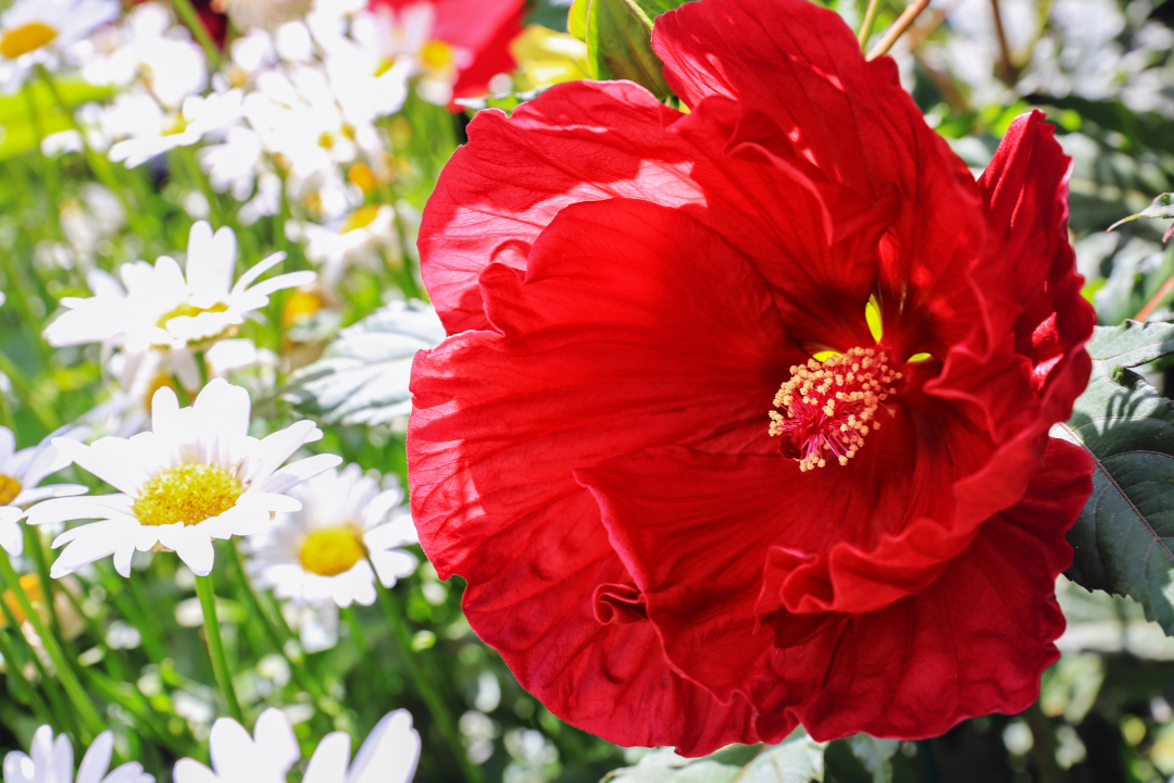 close up of bright red hibiscus with white flowers behind