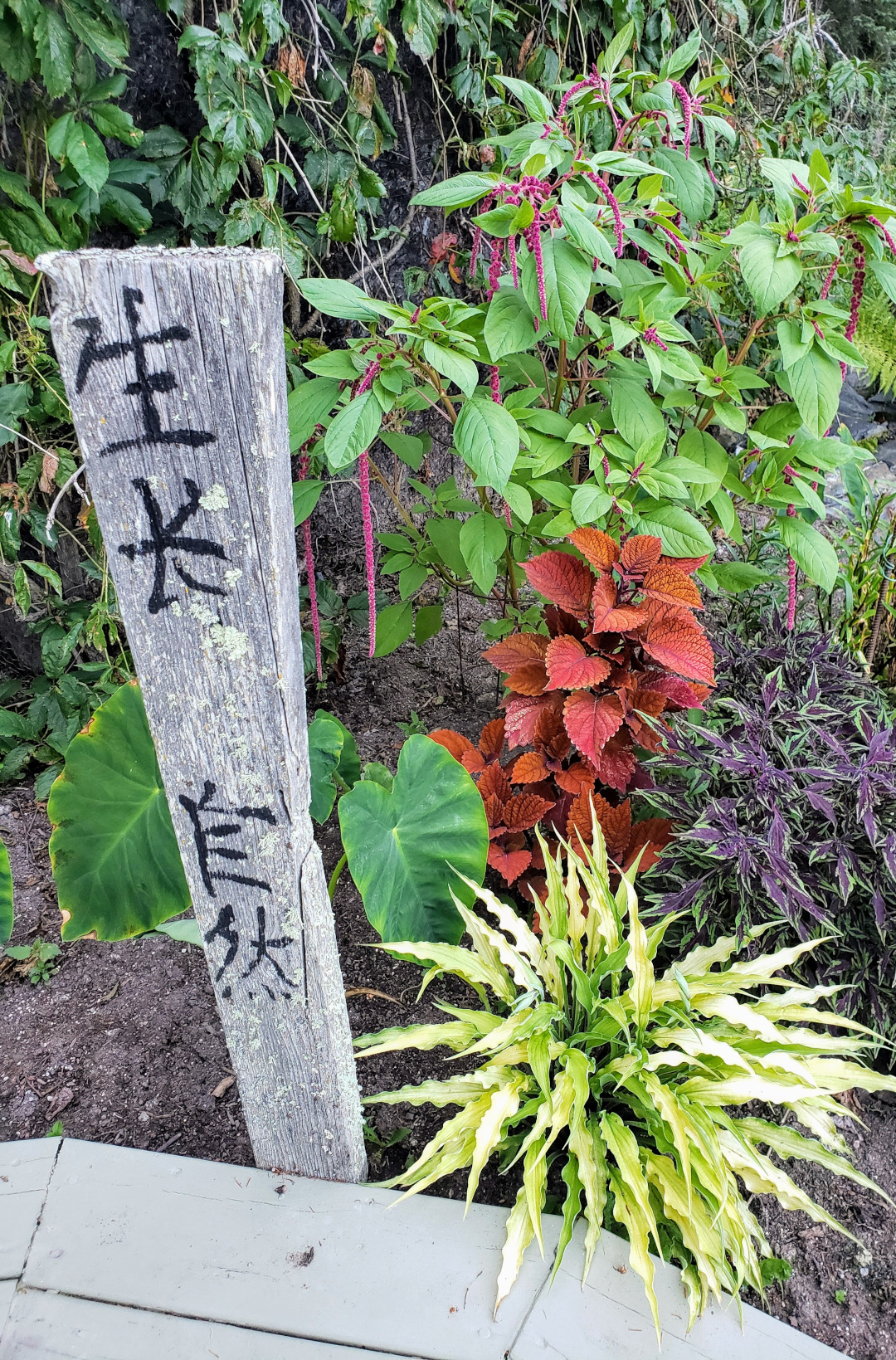 close up of distress sign with Japanese letters next to colorful foliage plants