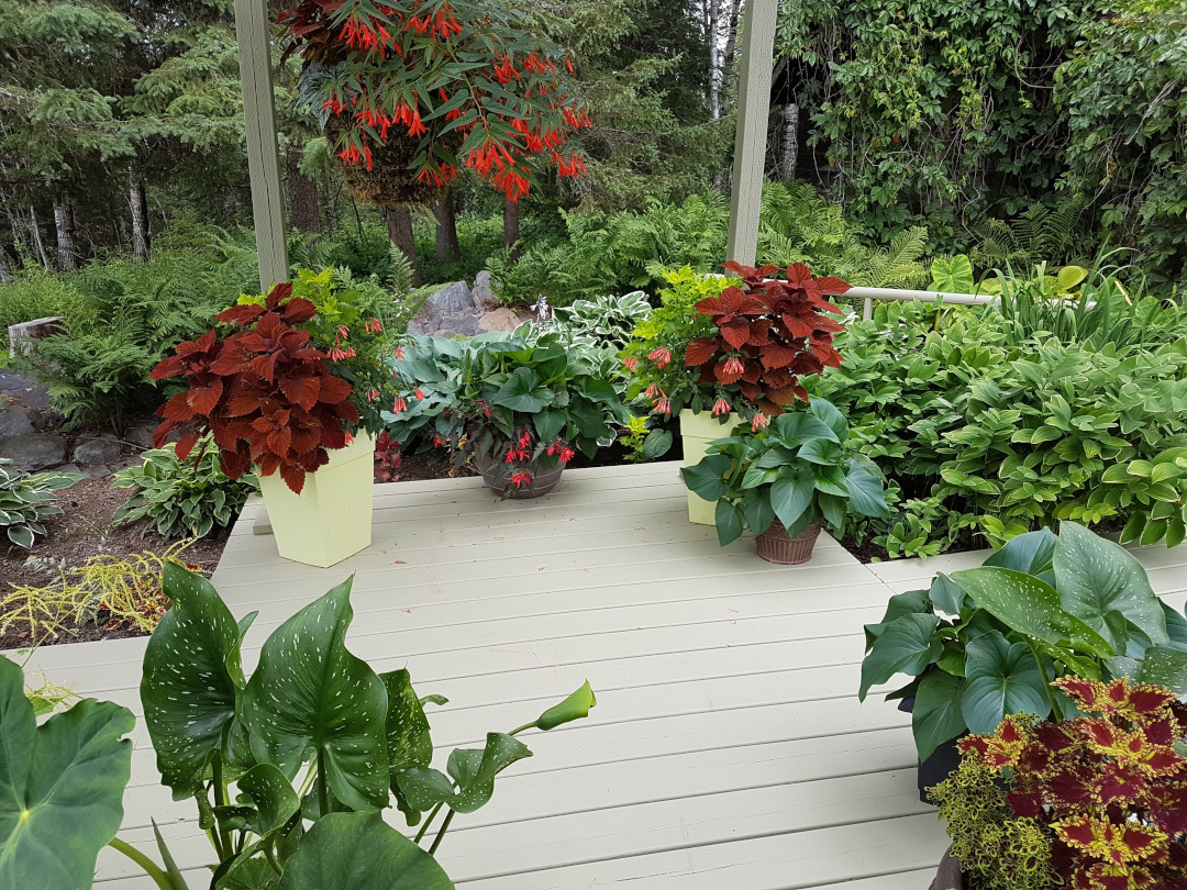 foliage plants in pots under a pagoda