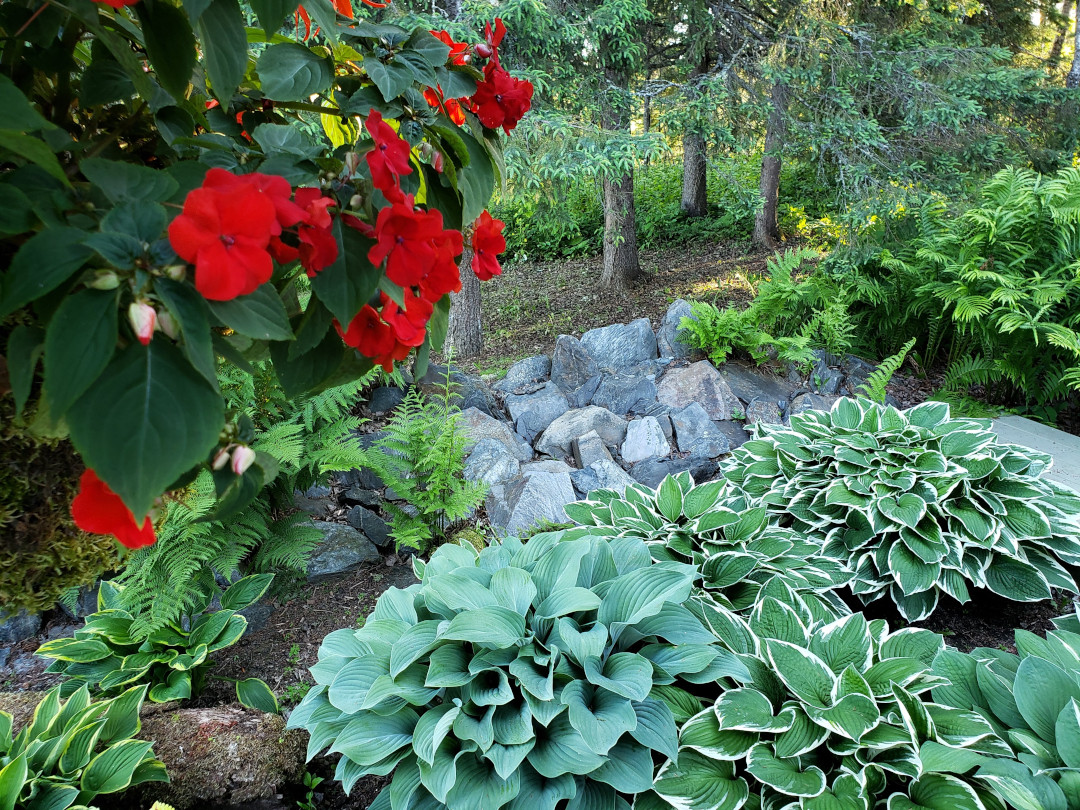 close up of hostas and red flowers in the garden