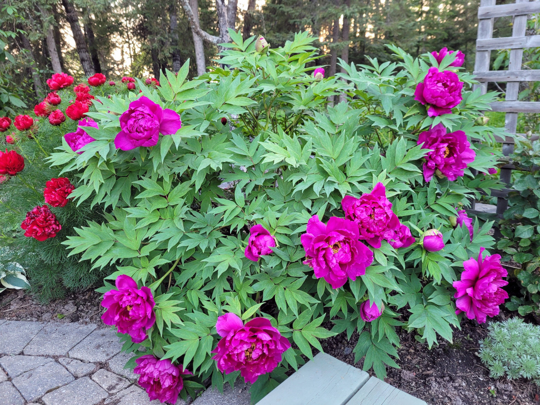 close up of pink and purple peonies