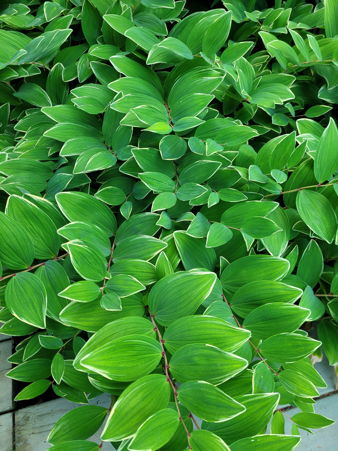 close up of Solomon's seal foliage