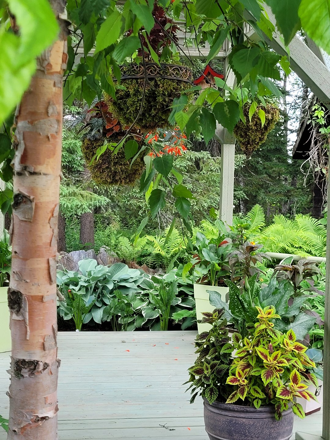 close up of birch tree and shade plants that grow under it