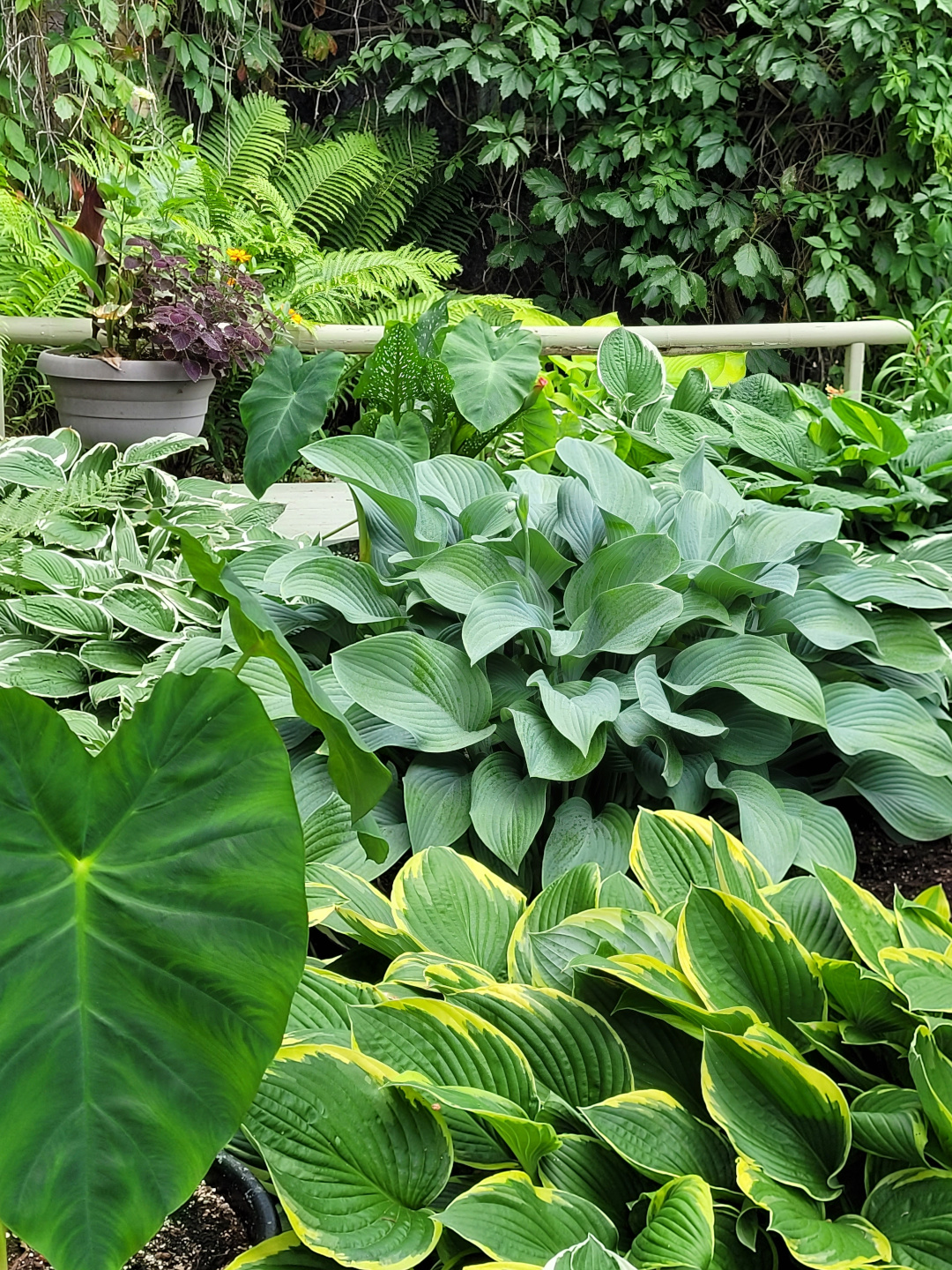 close up of hostas and other green foliage plants