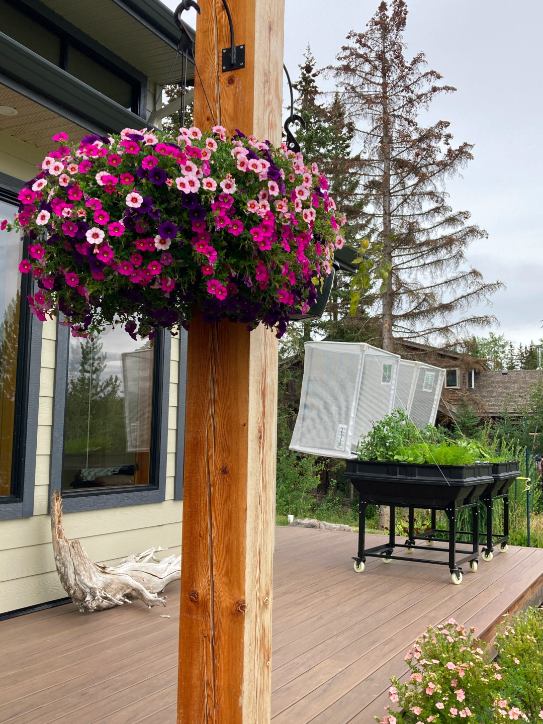 hanging basket with pink flowers on a deck