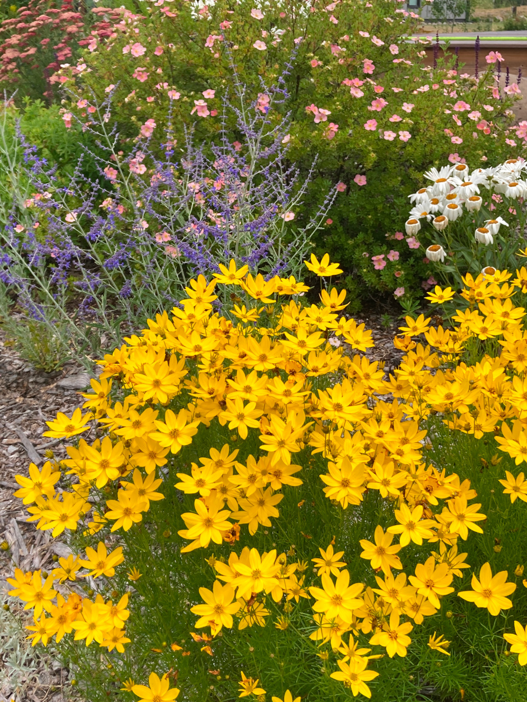 close up of bright yellow flowers with purple and pink flowers behind