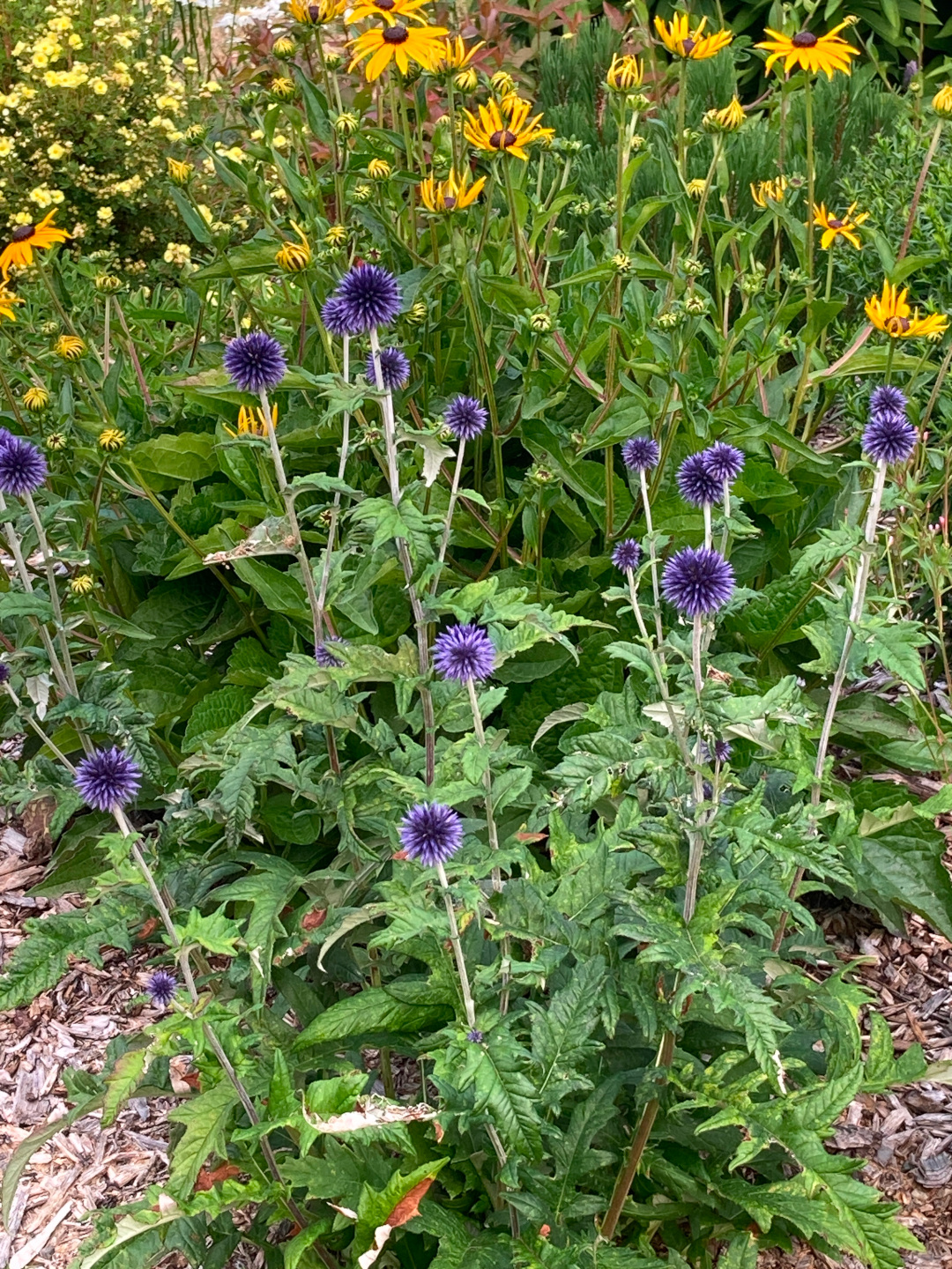 close up of dark purple flowers with yellow flowers behind