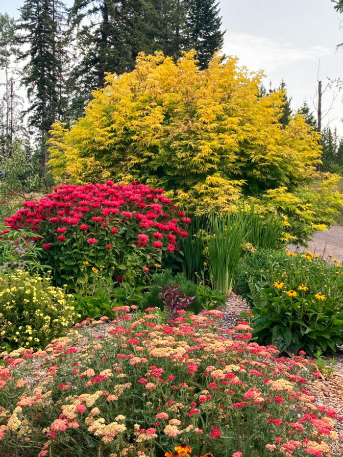 close up of garden bed with yellow and pink flowers