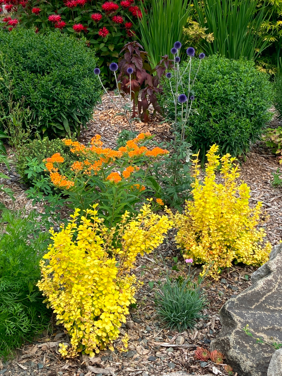 close up of plants with bright yellow foliage next to orange flowers