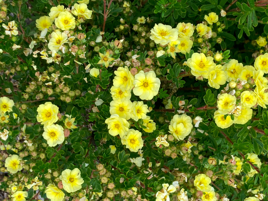 close up of Potentilla Lemon Meringue flowers