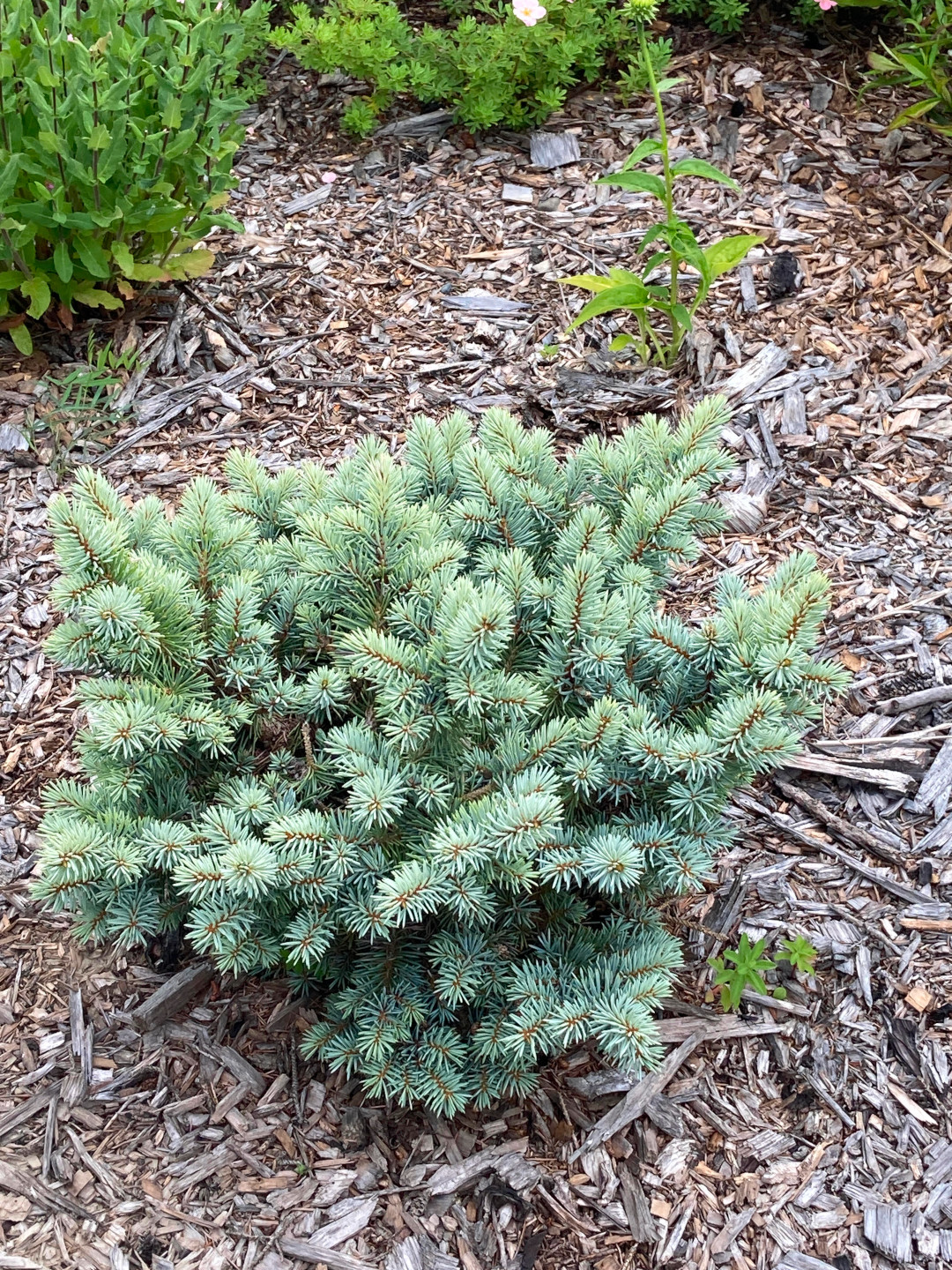 close up of small light green conifer