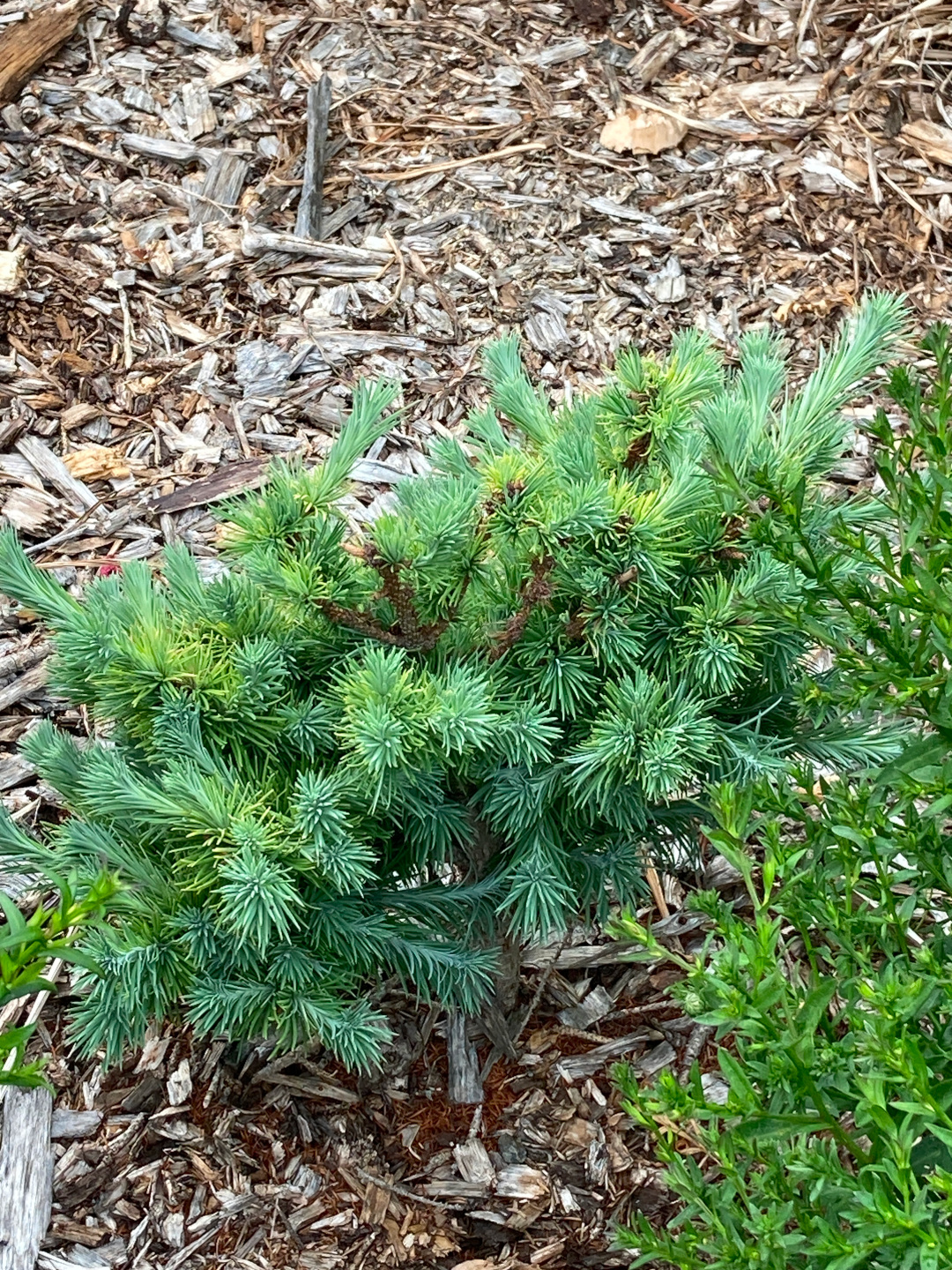 close up of small bright green conifer