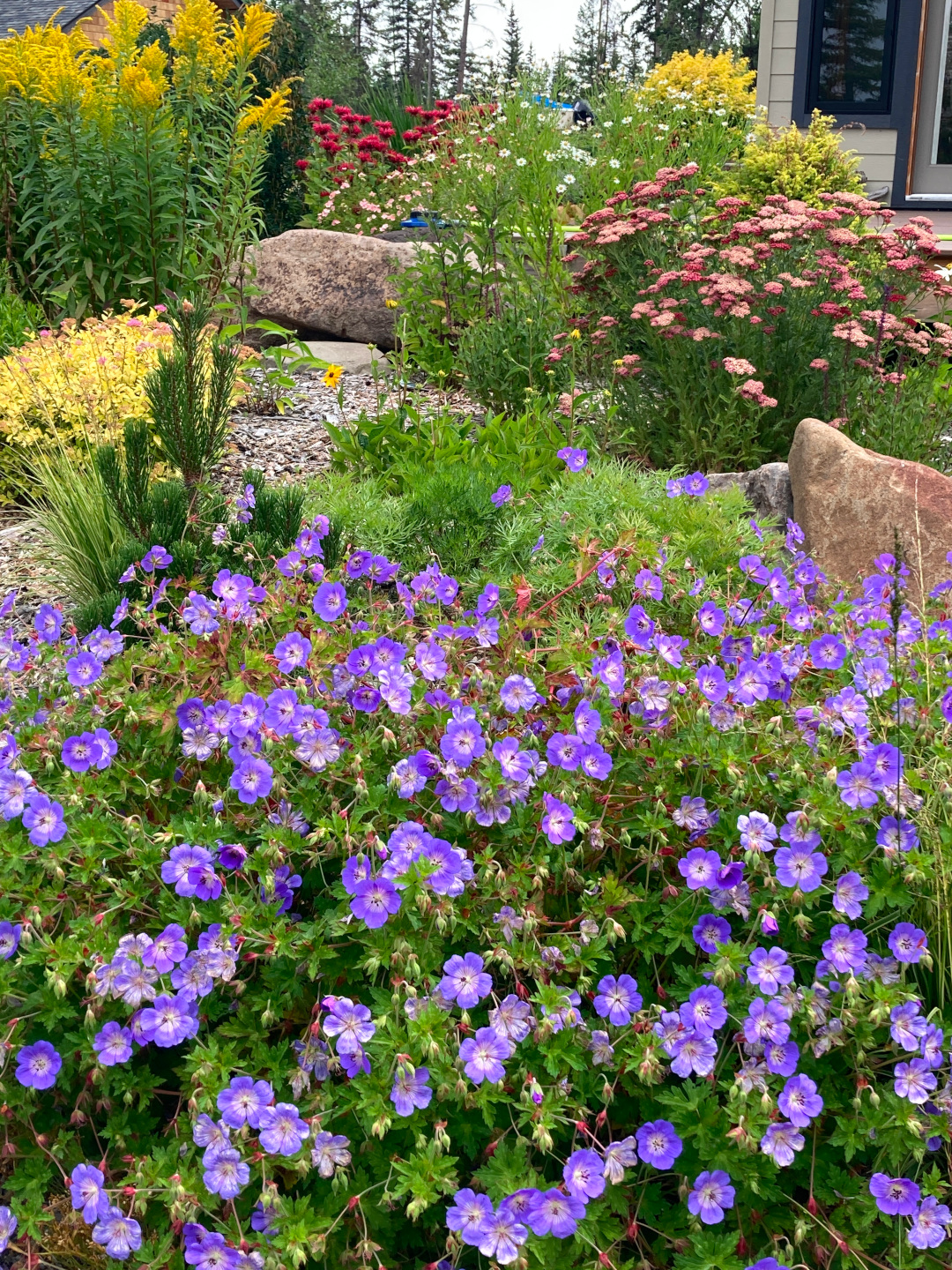 close up of purple geraniums with pink and yellow plants behind