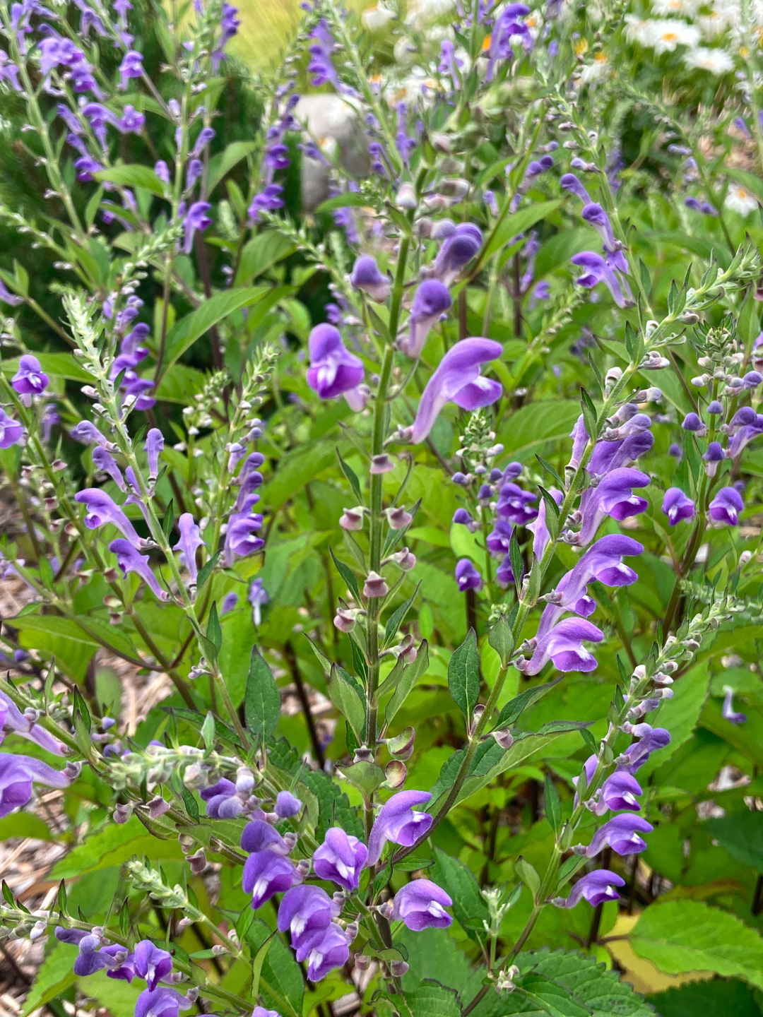 close up of purple Hoary skullcap flowers