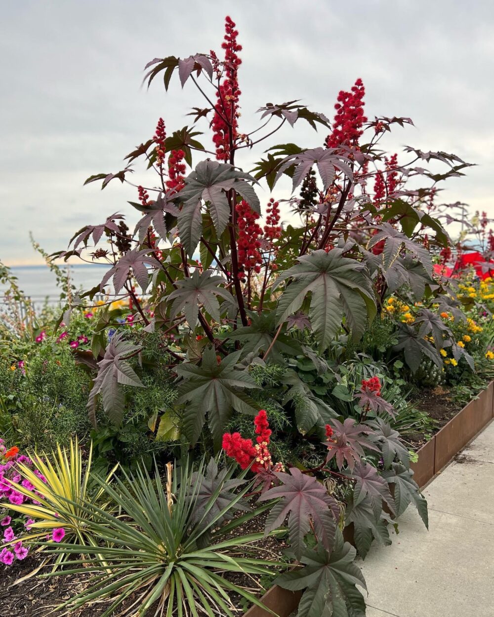 close up of large plant with dark foliage in raised bed