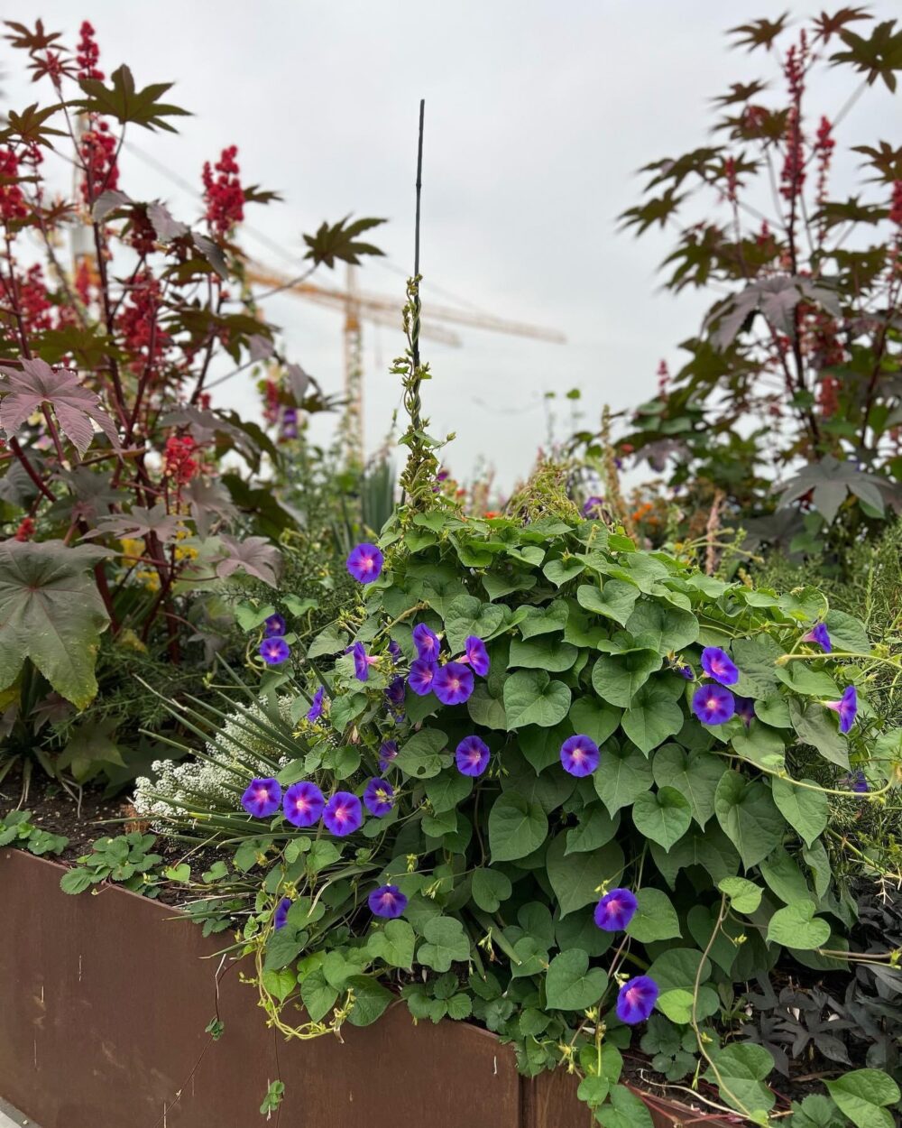 close up of morning glory in the raised bed