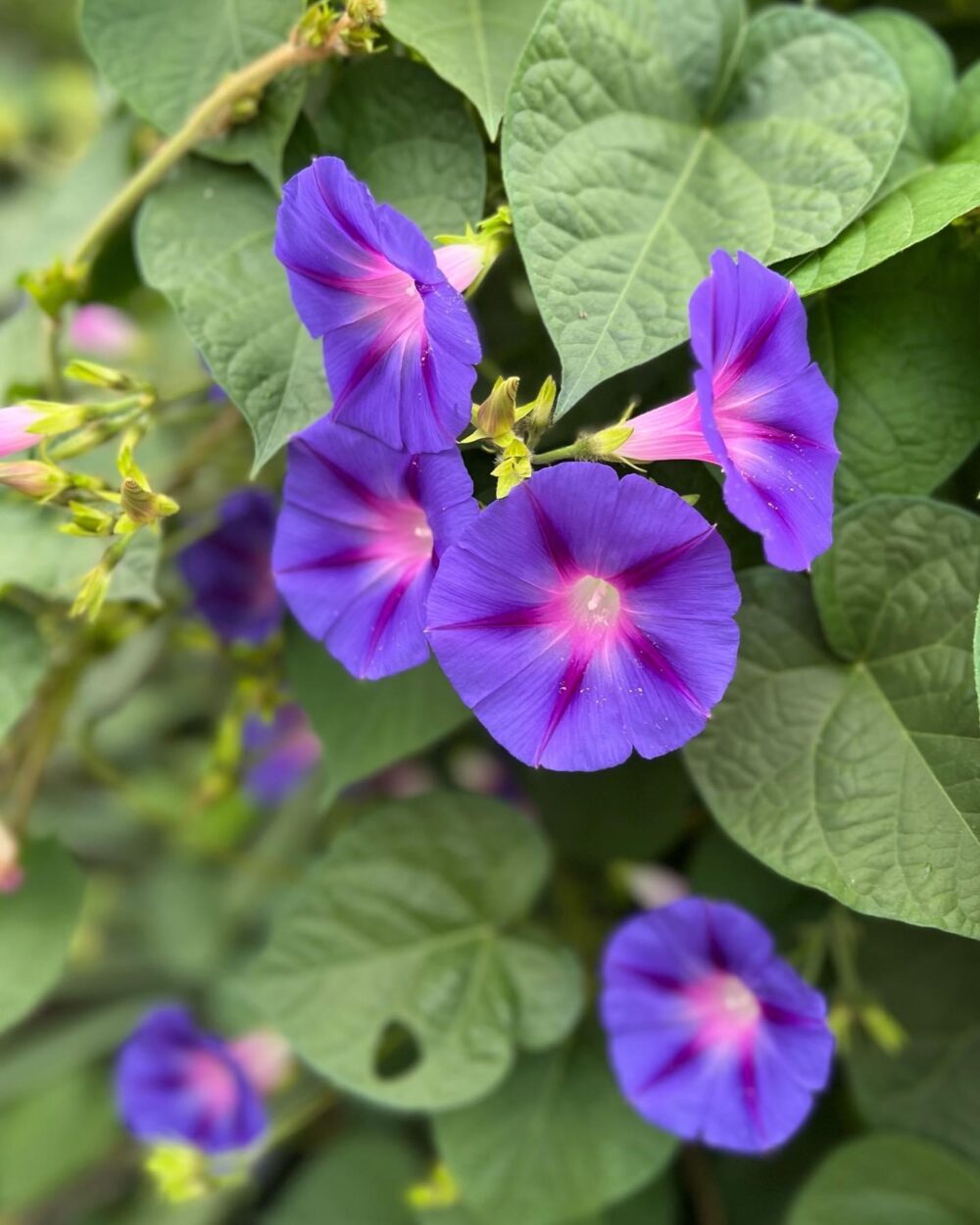 close up of purple morning glory flowers