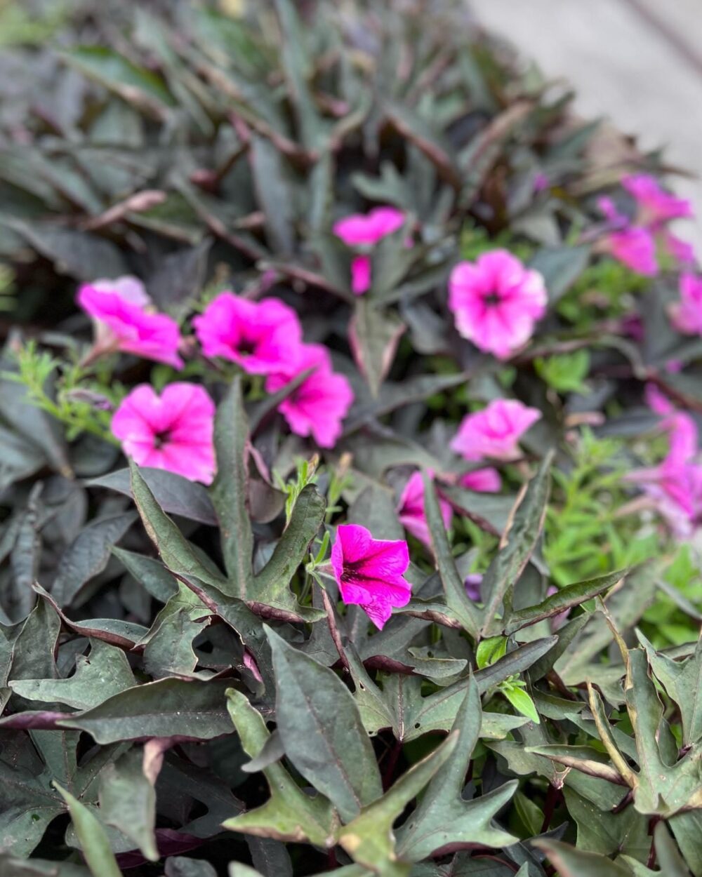 close up of bright pink flowers amongst dark foliage plant