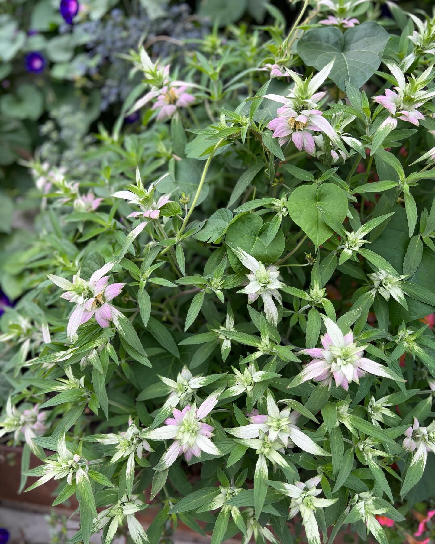 close up of spotted bee balm