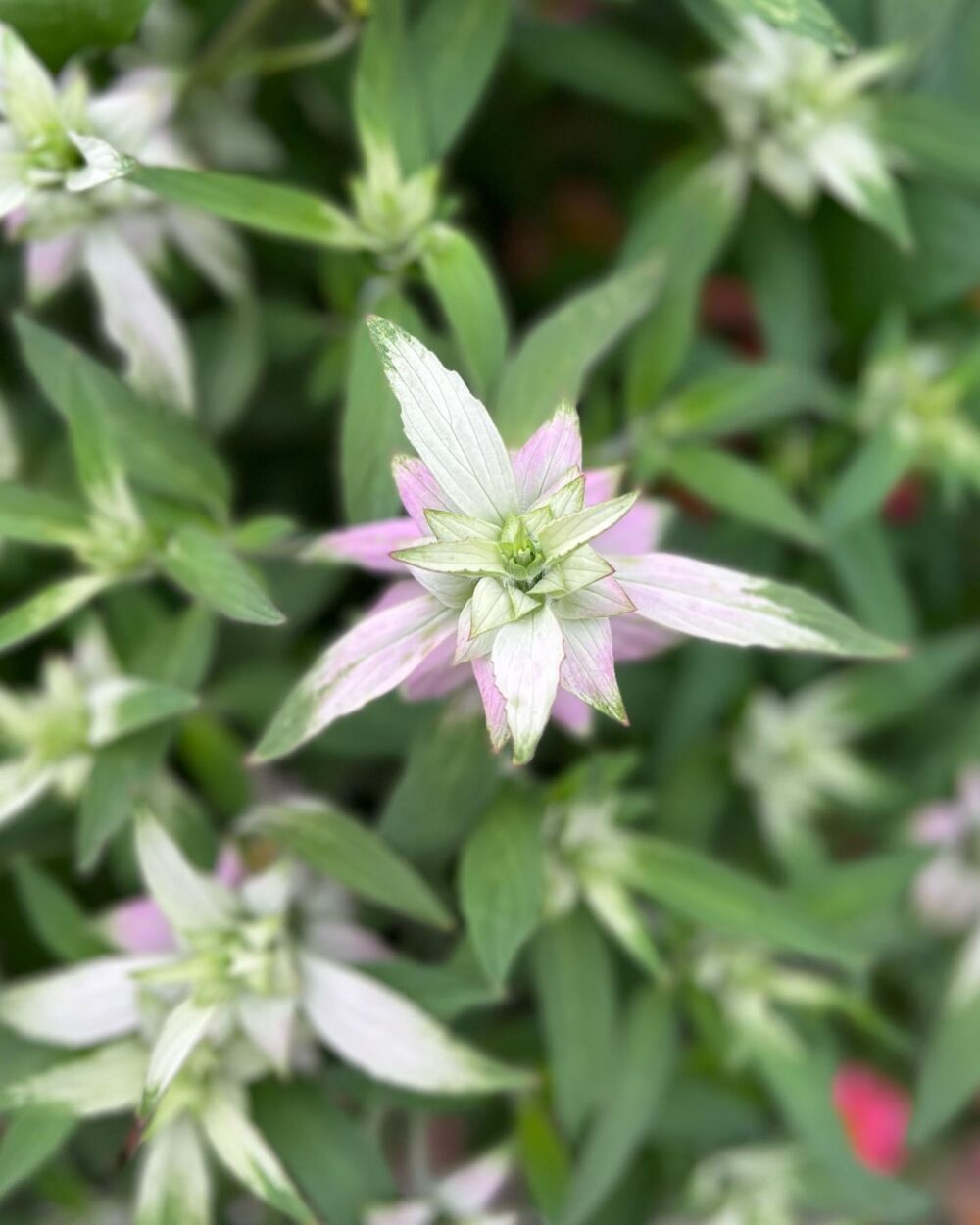 close up of Spotted bee balm bracts