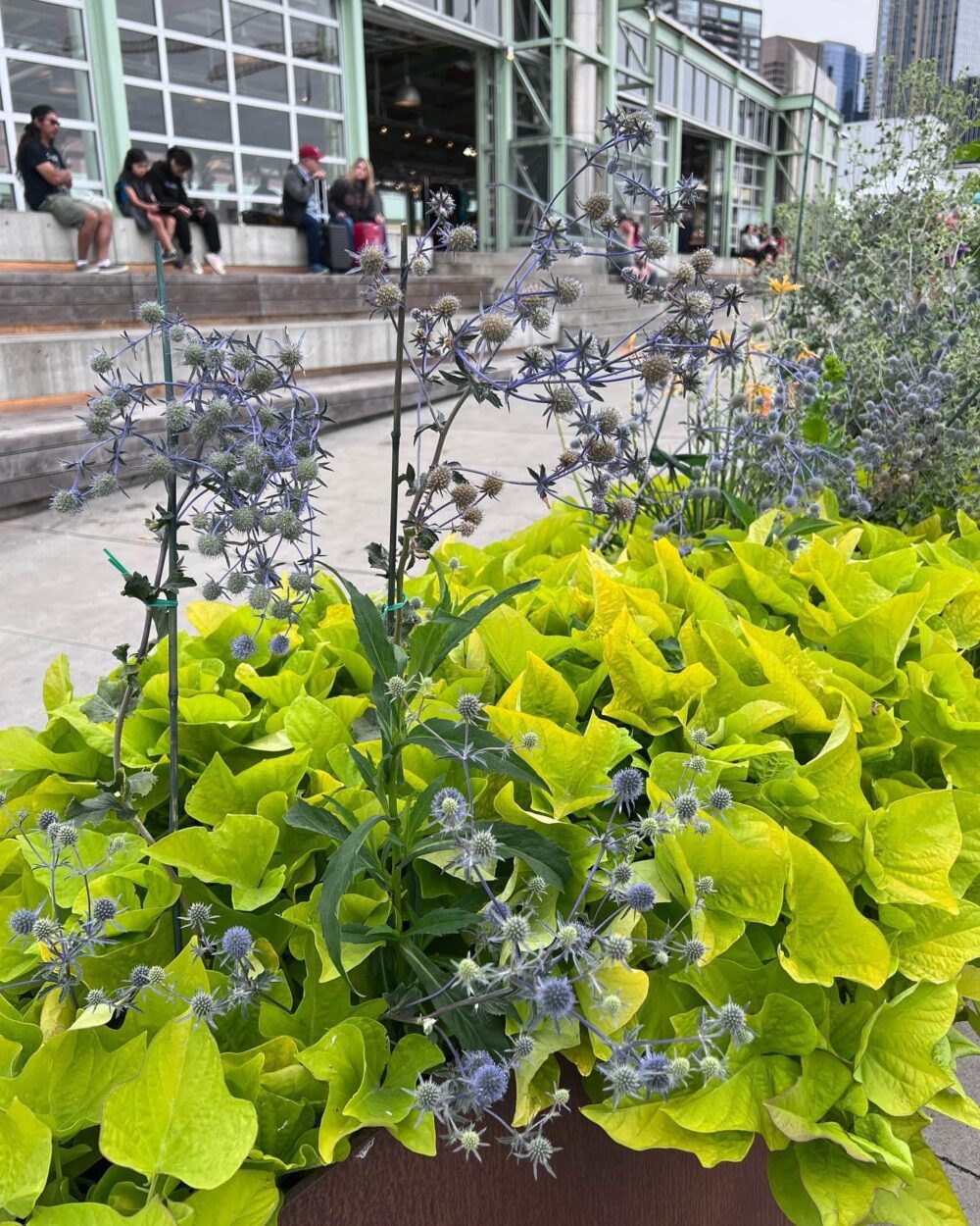 blue flowers planted with bright green foliage plant