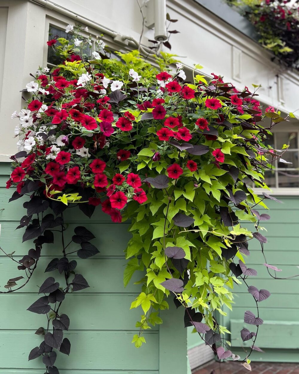 hanging basket with purple and green foliage and red and white flowers