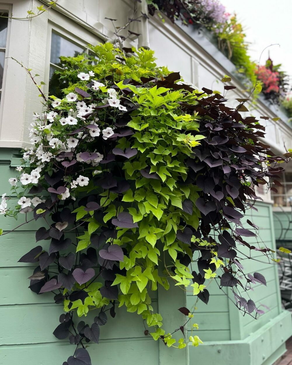 same hanging basket but without the red flowers