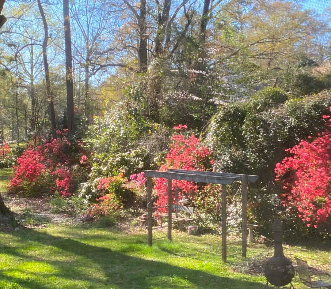 view of back garden with lots of flowering shrubs