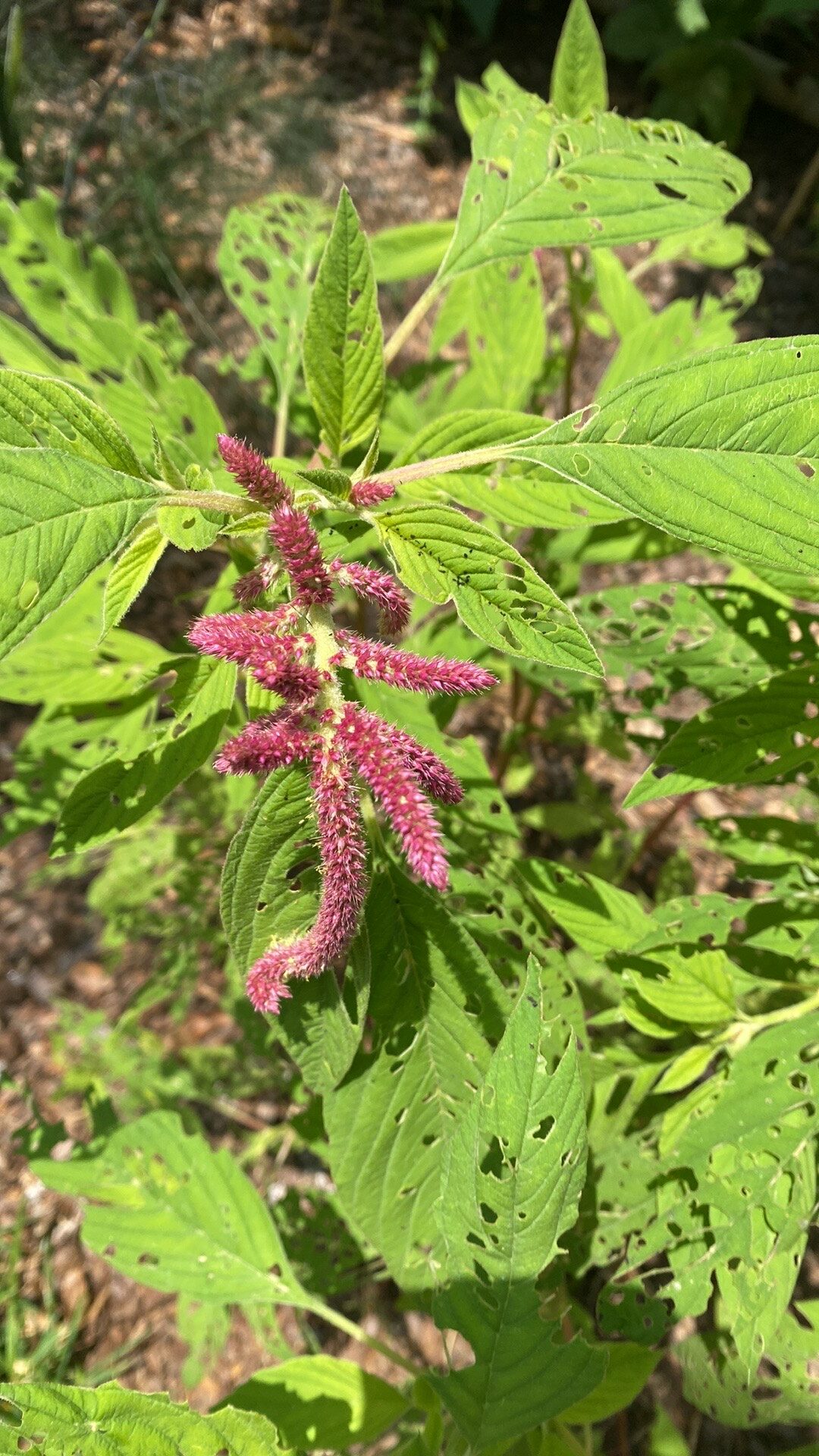 close up of love lies bleeding plant