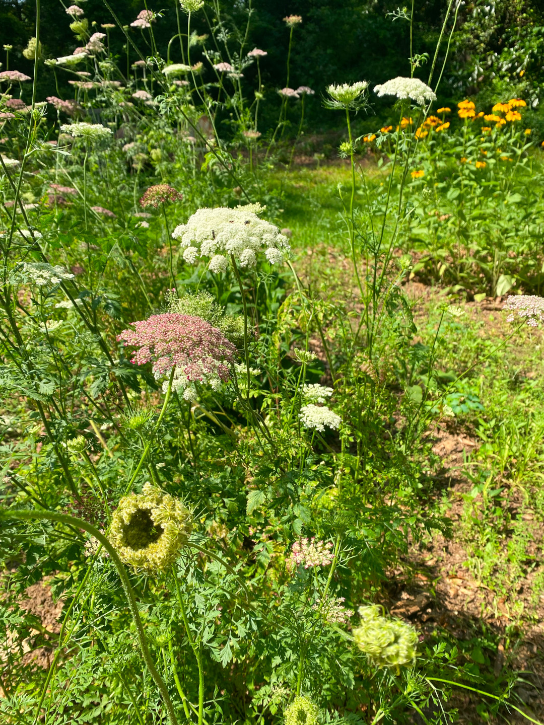 close up of queen annes lace in a meadow garden