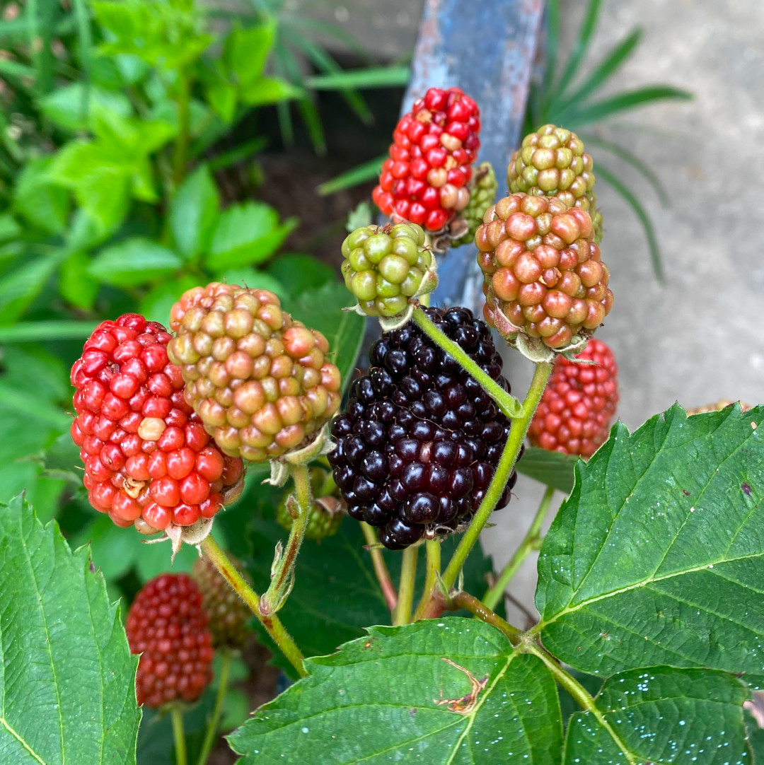 close up of blackberries in various stages of growth