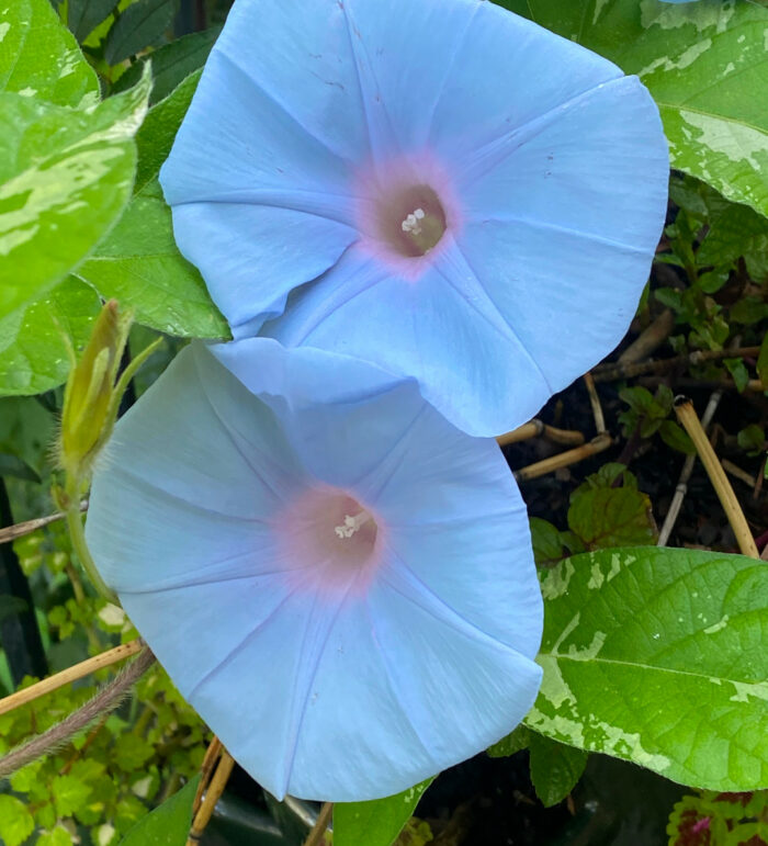 close up of light blue morning glory flowers