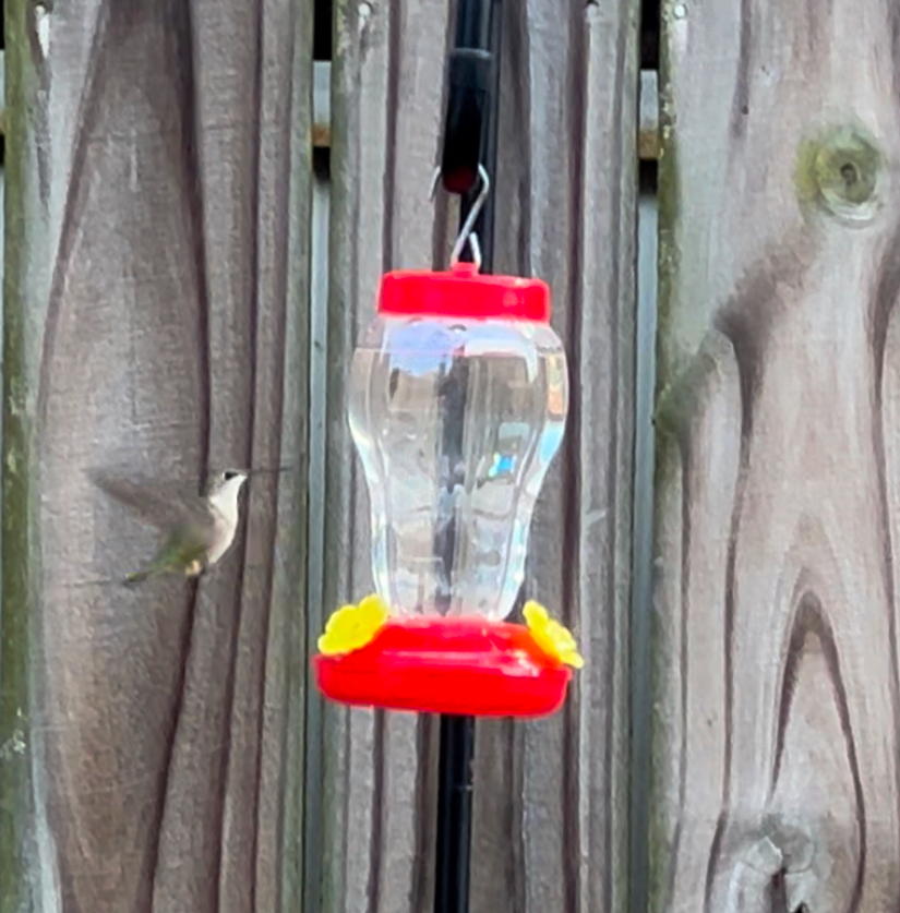 hummingbird flying to a feeder