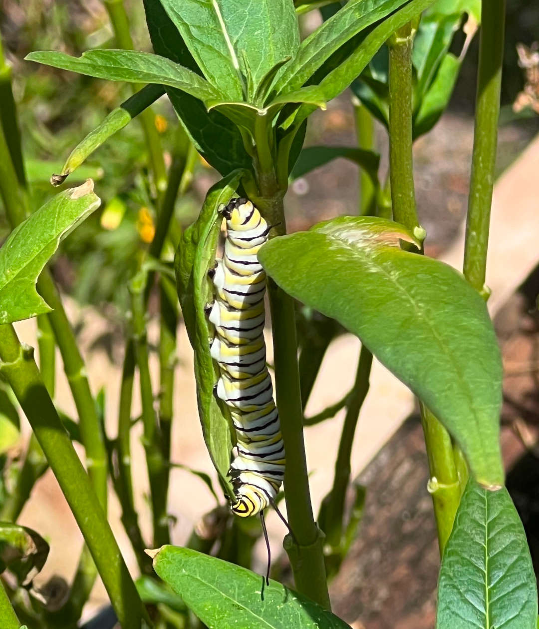 large Monarch caterpillar feeding on a leaf