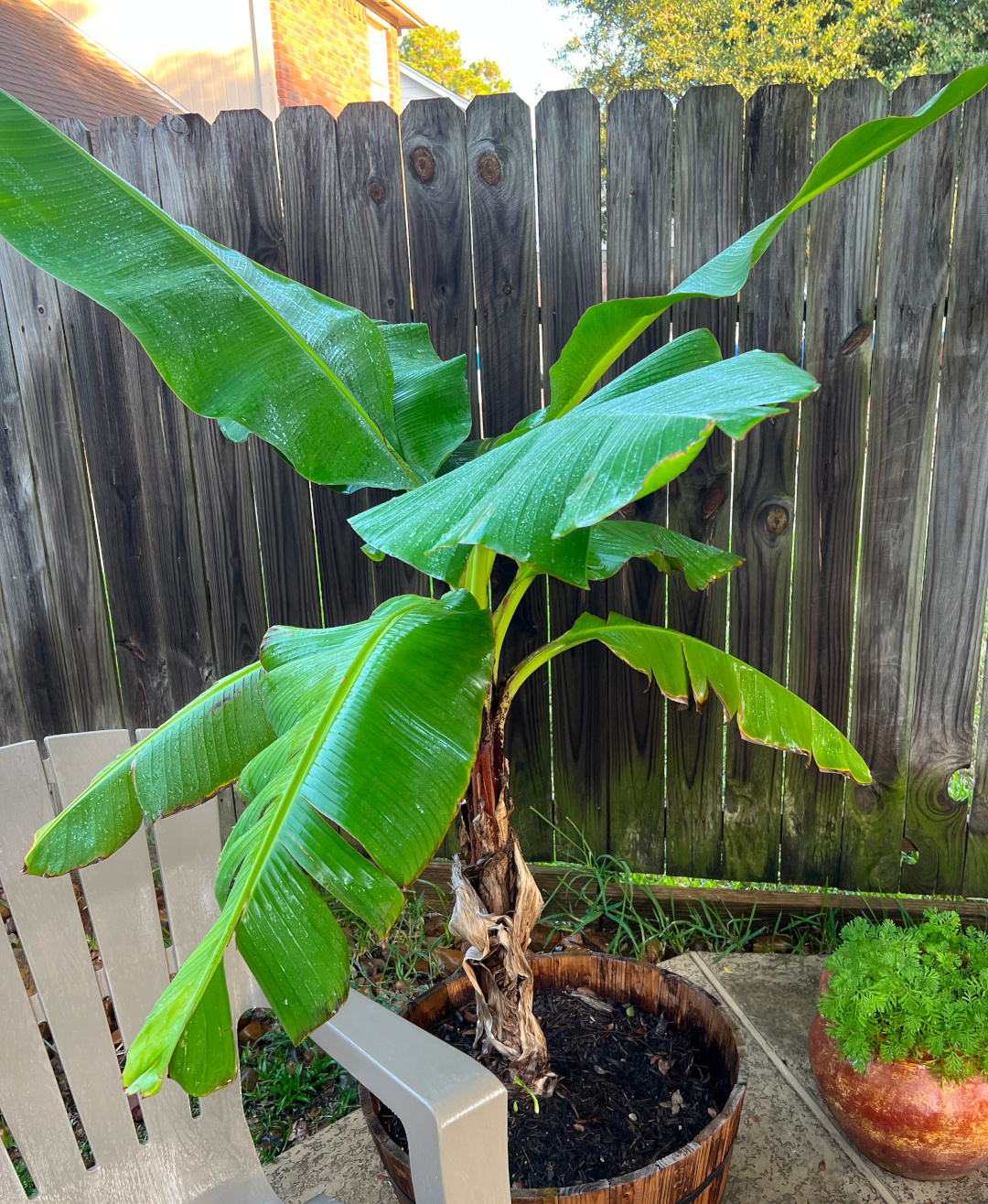 close up of a small banana tree growing in a container