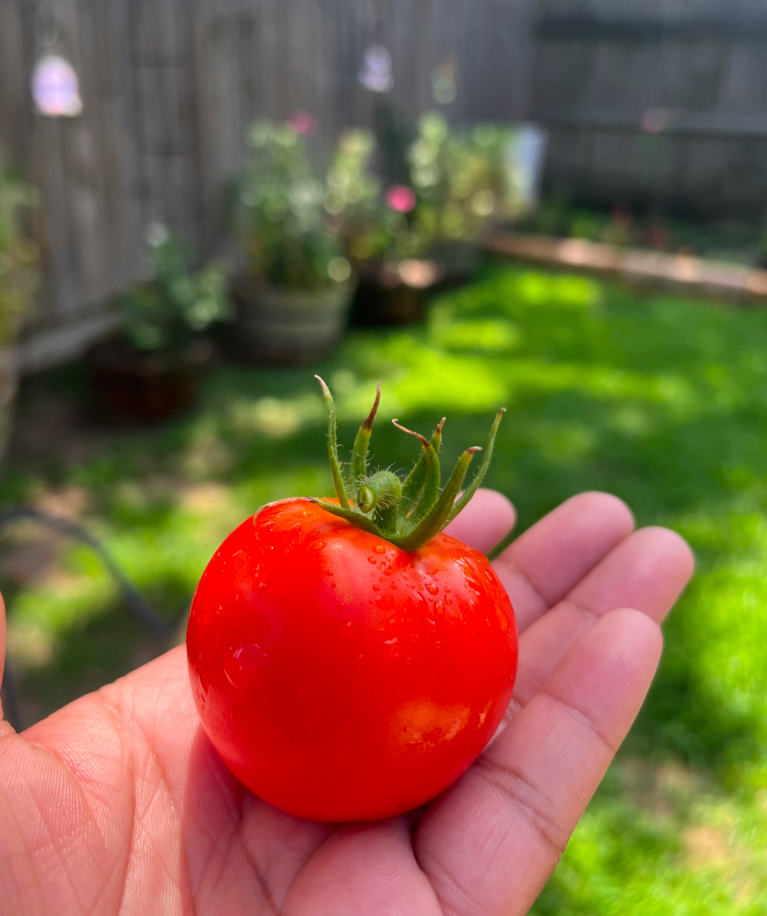 close up of freshly harvested Early Girl tomato