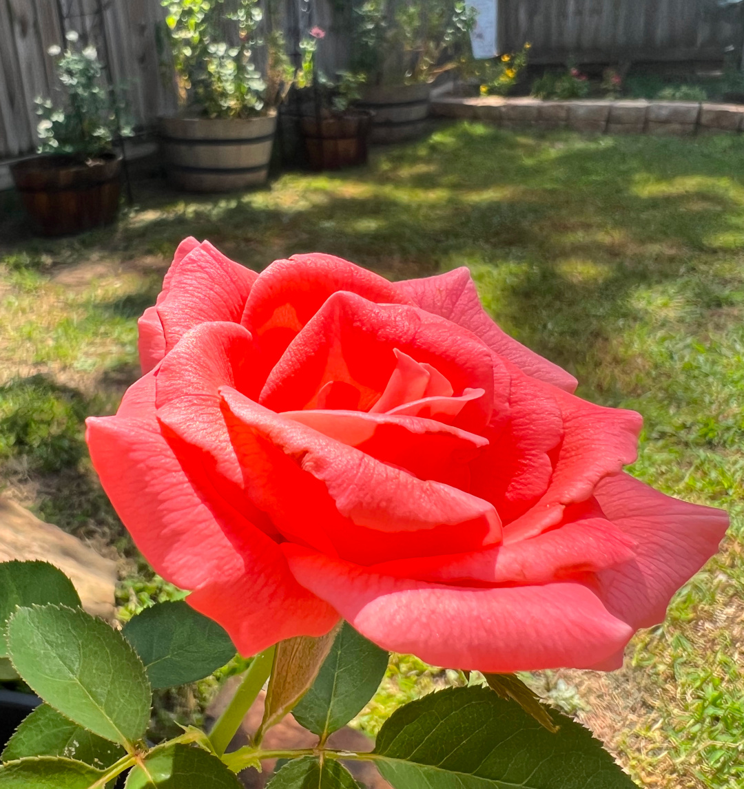 close up of bright pink rose in full bloom