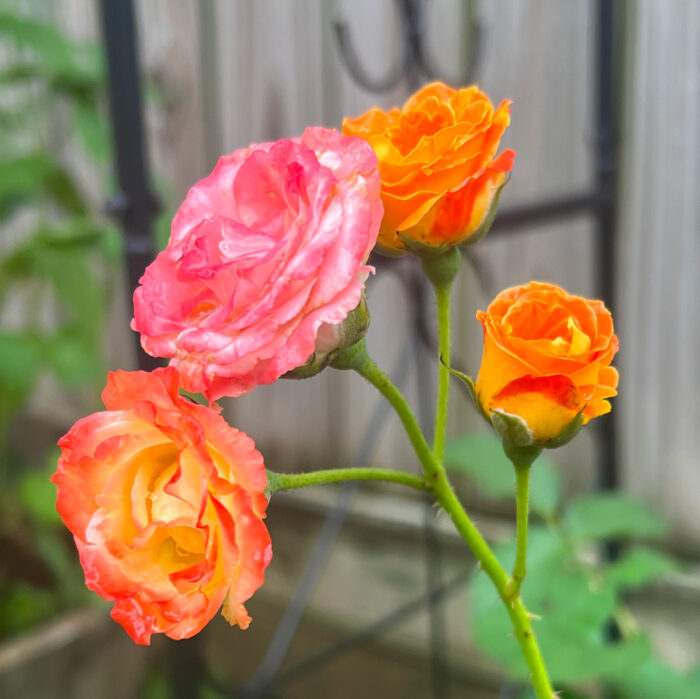 close up of pink and orange multicolored roses