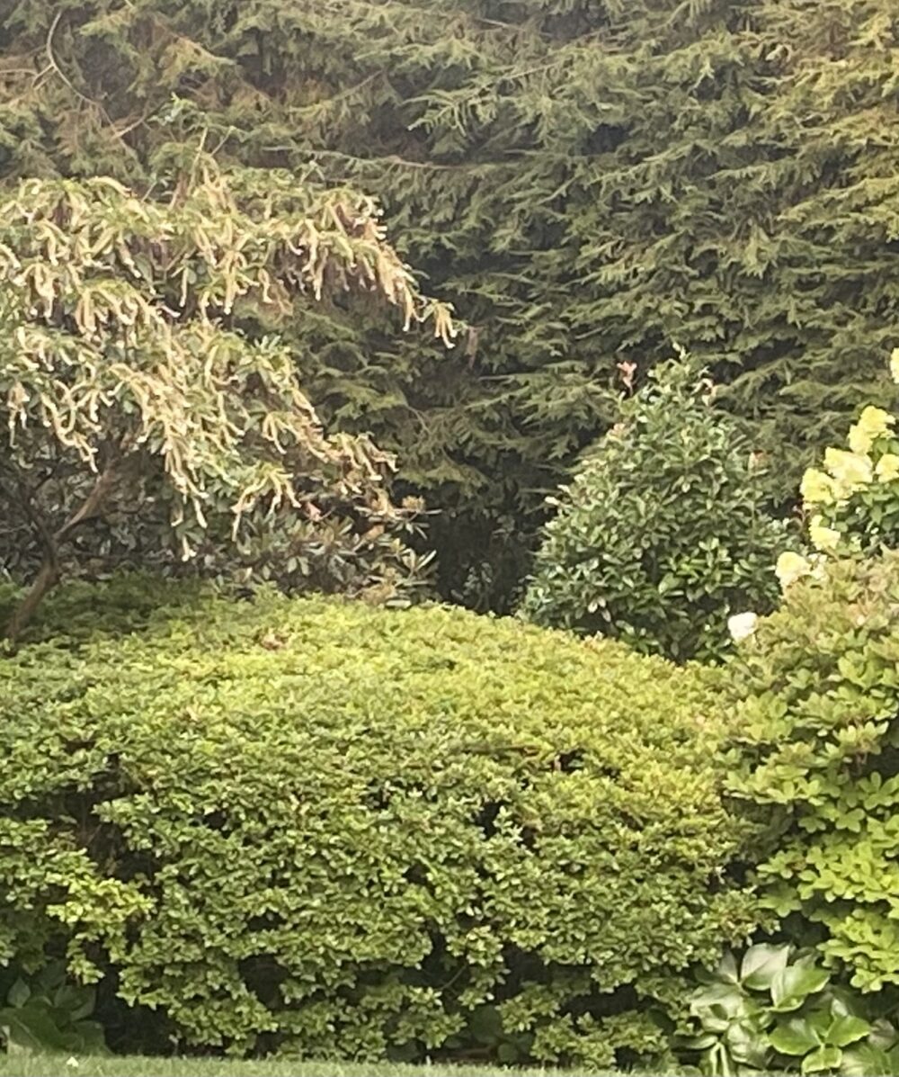 close up of Clethra barbinervis around other shrubs and evergreens