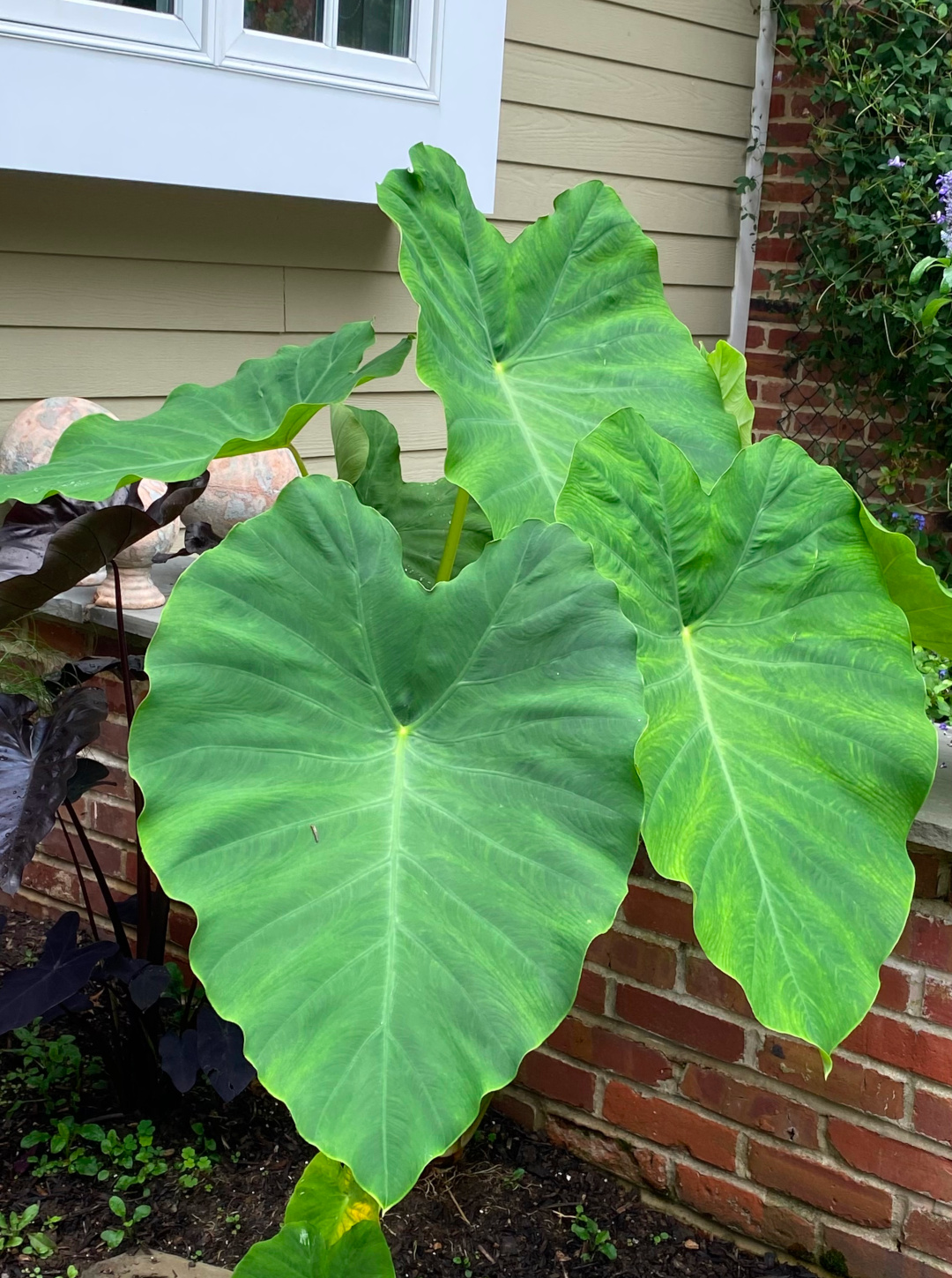 close up of large elephant ear foliage