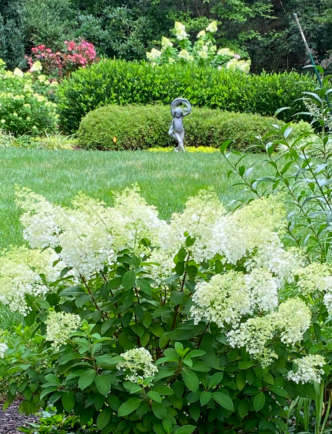 hydrangeas in the foreground and background of garden