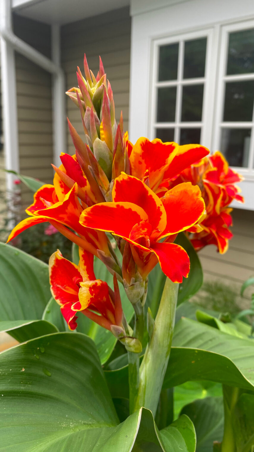 close up of bright orange and yellow canna flowers