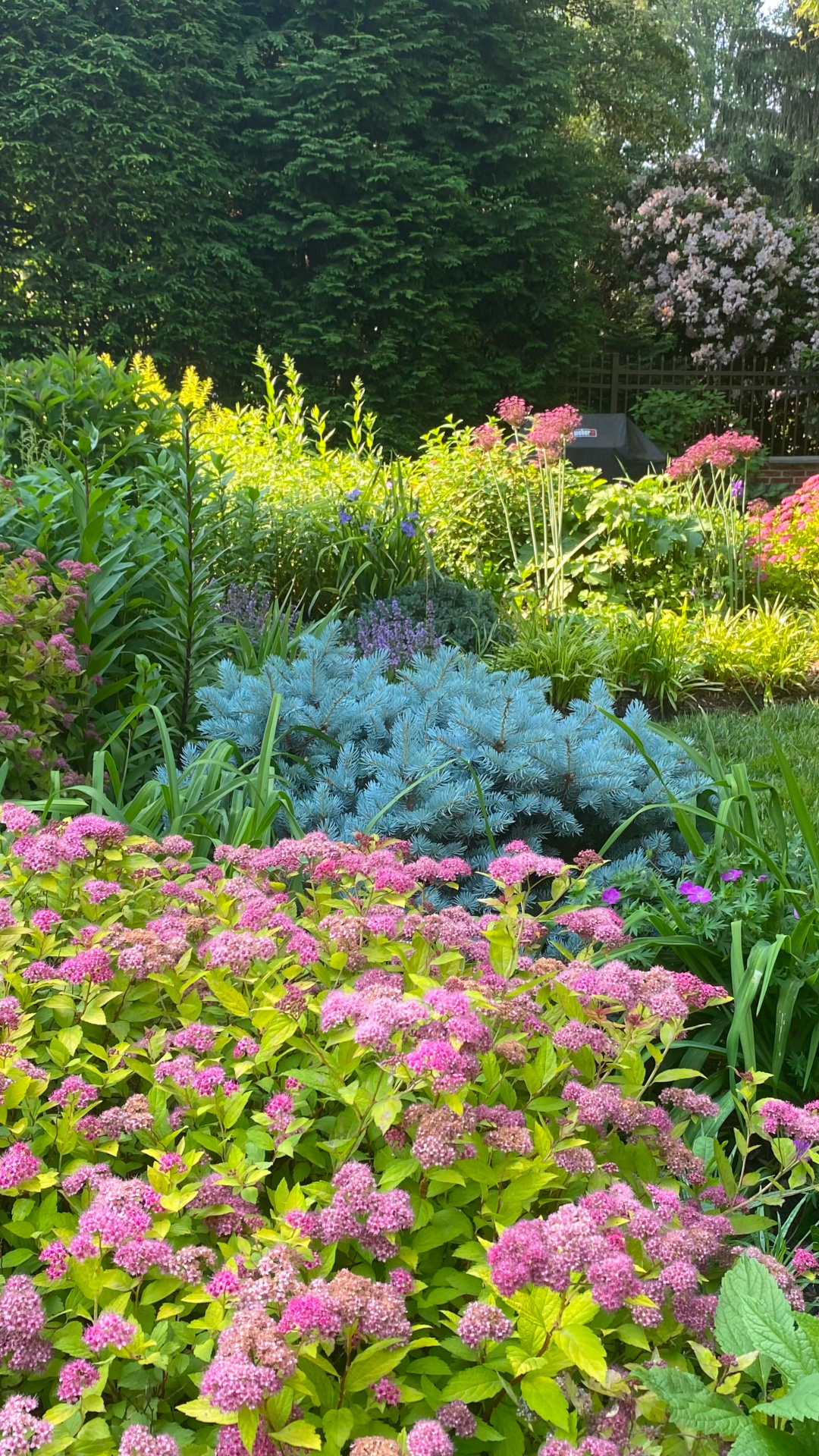 garden border in the spring with blue conifer and pink flowers