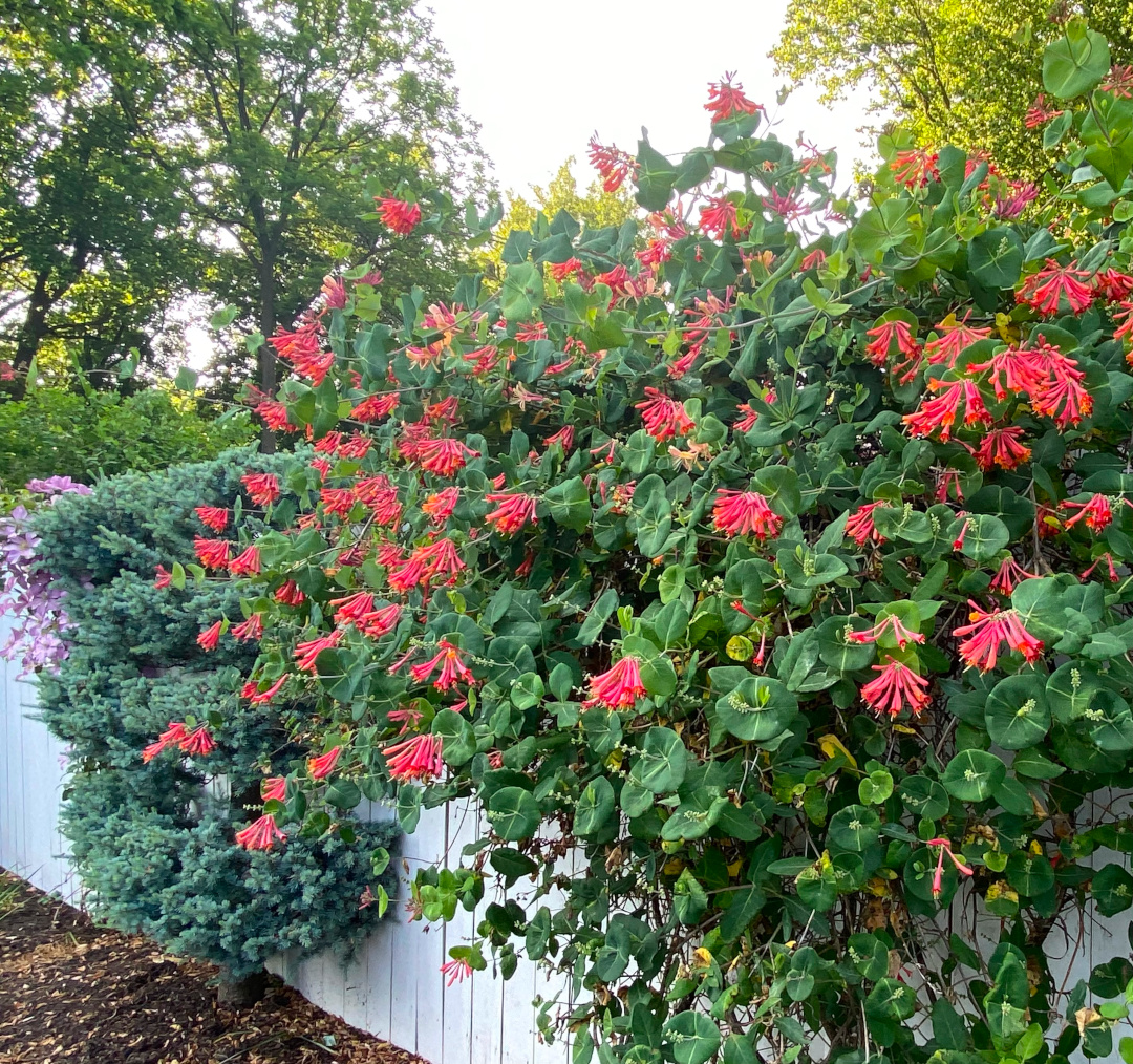 close up of plants growing over a fence