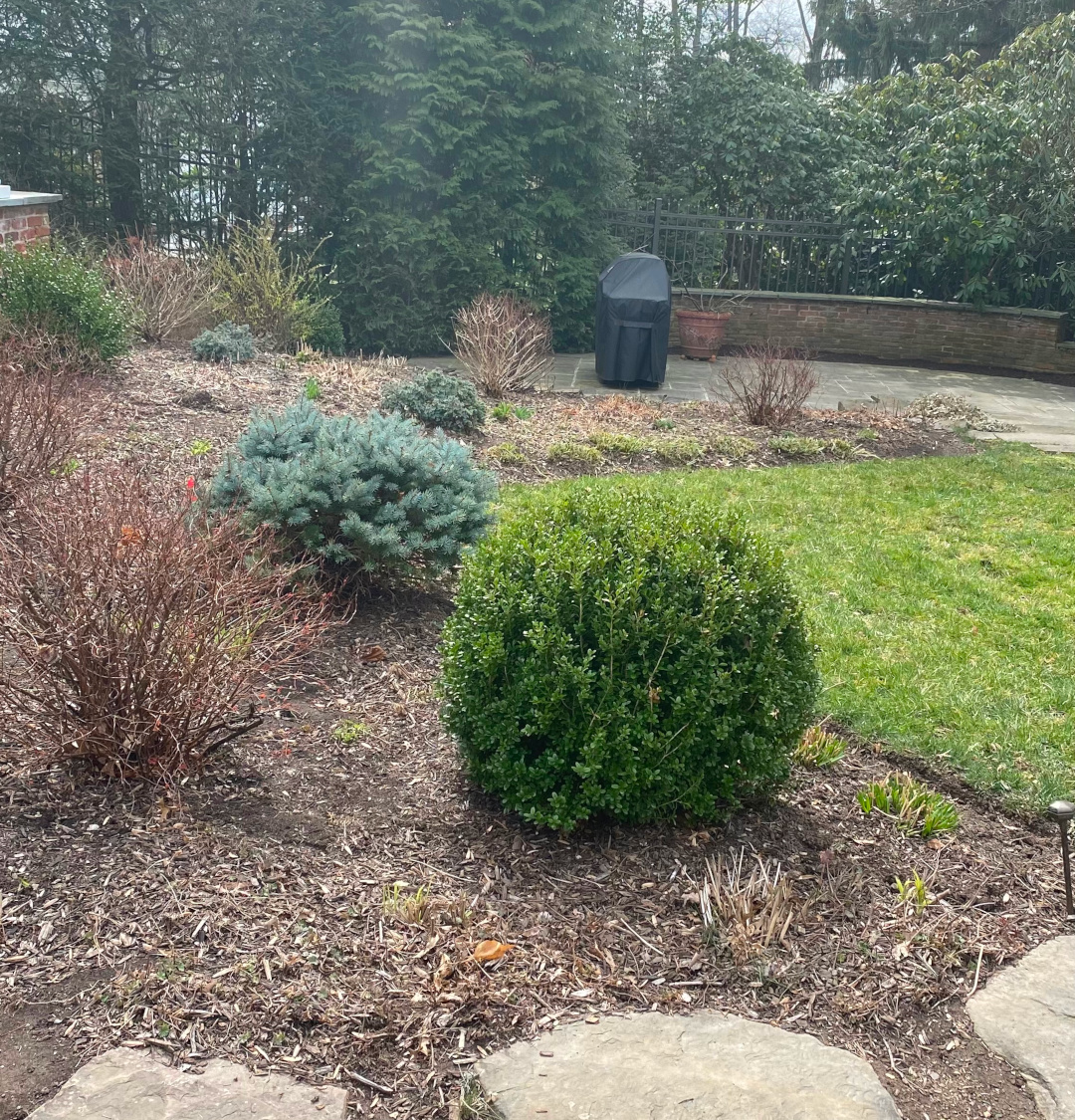 garden border in winter with only a couple of evergreen shrubs