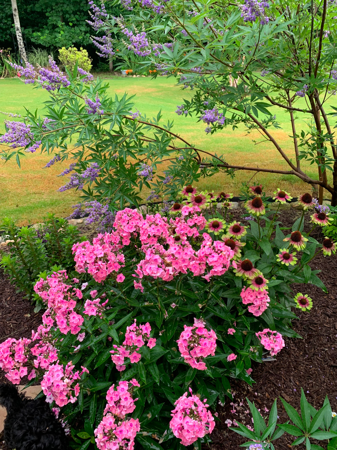 bright pink flowers with purple flowering tree behind