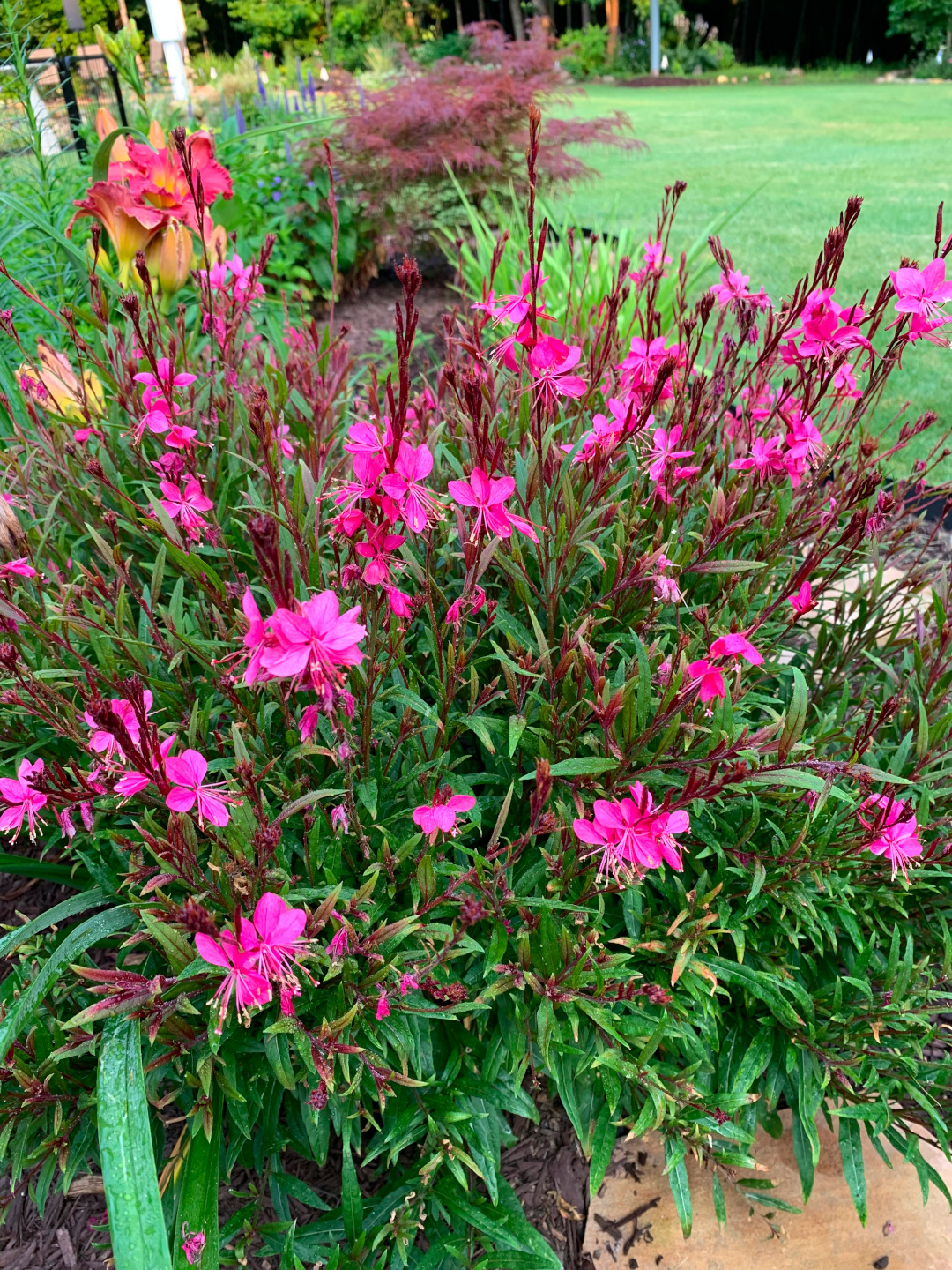 close up of Gaura lindheimeri with bright pink flowers